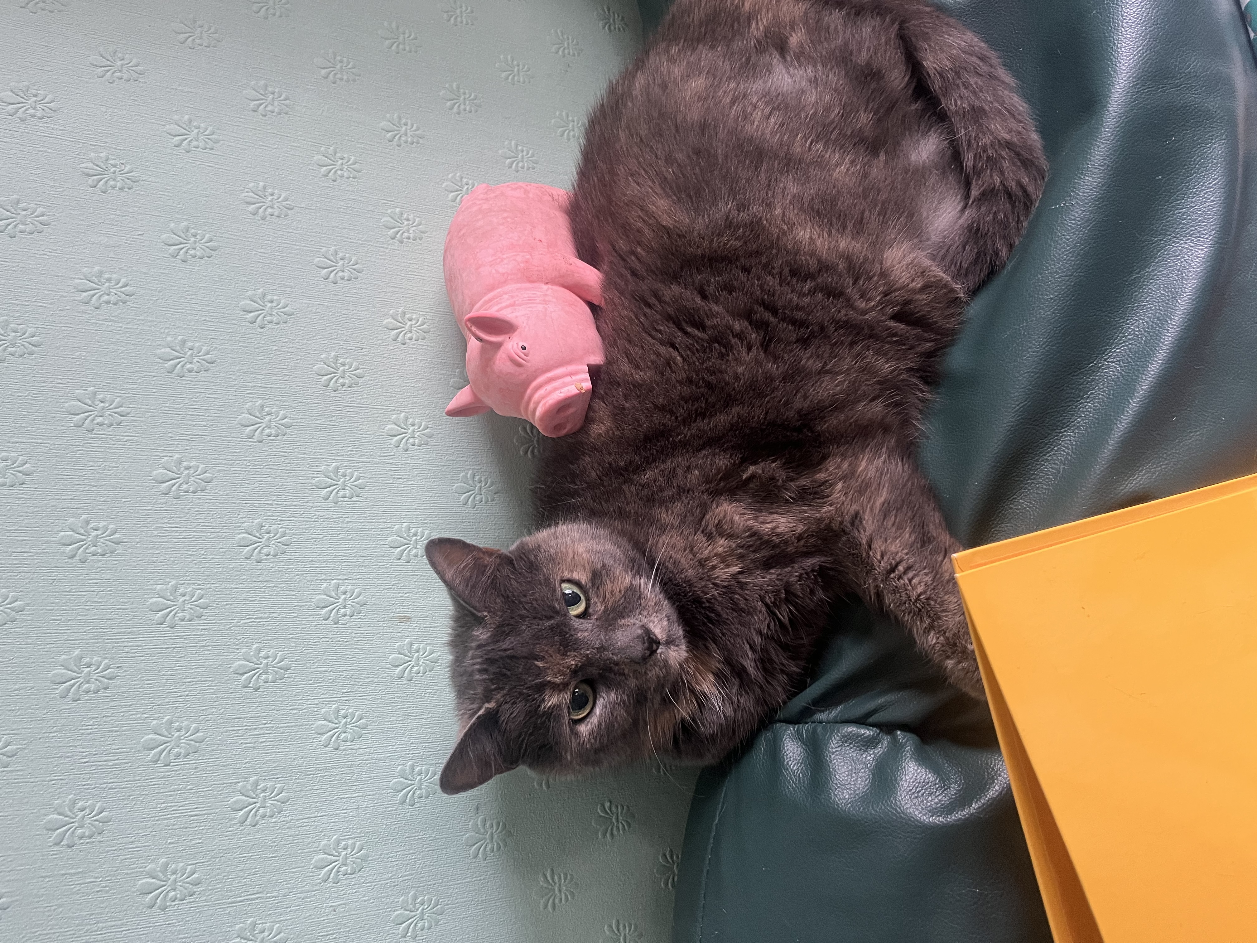 image-9