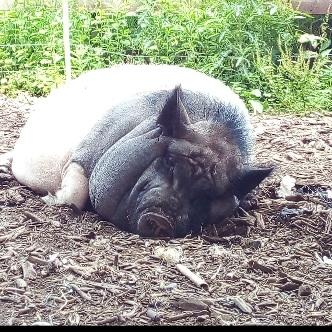 Cruella de Pig