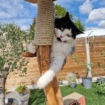  Arturo