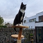 Fredje