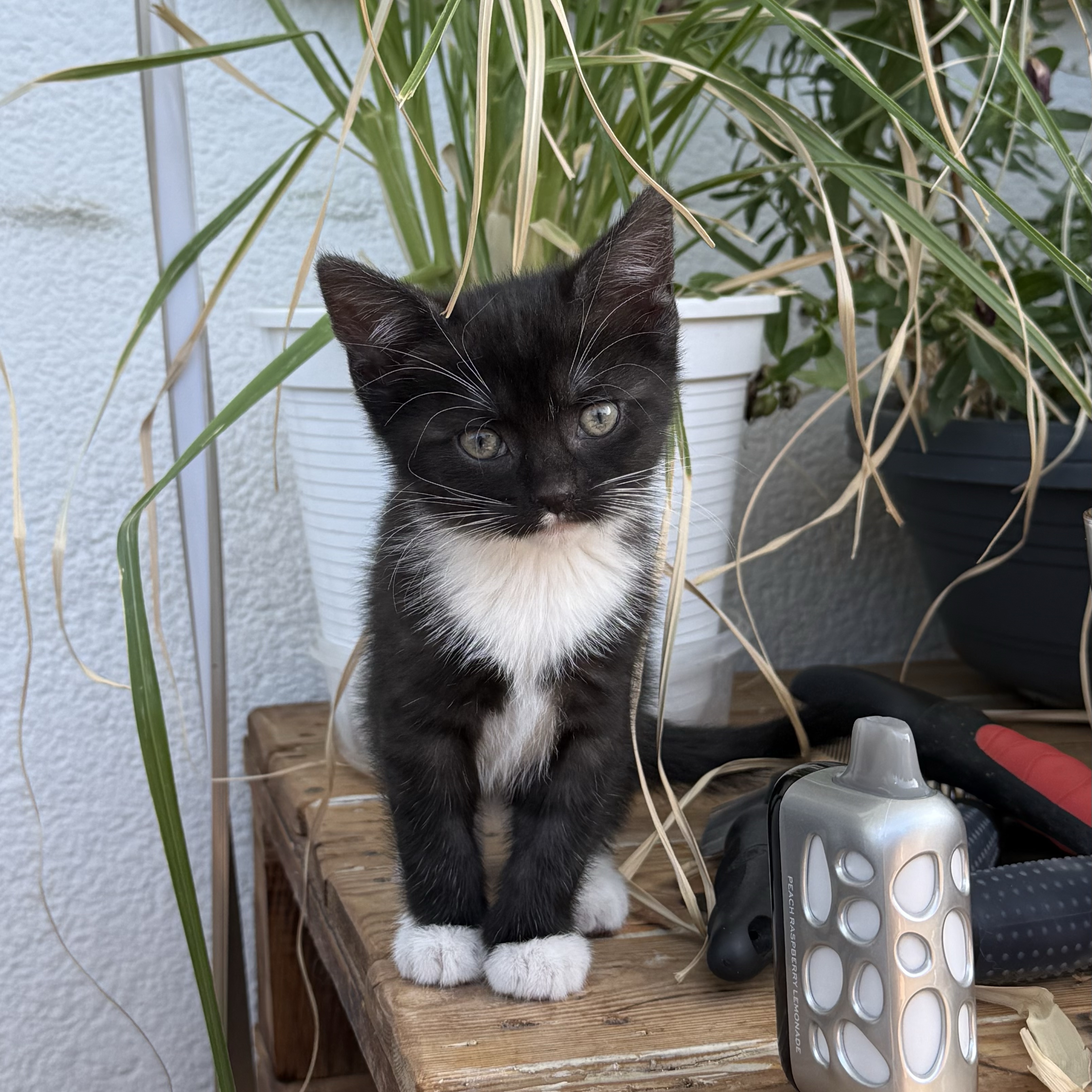 Nova