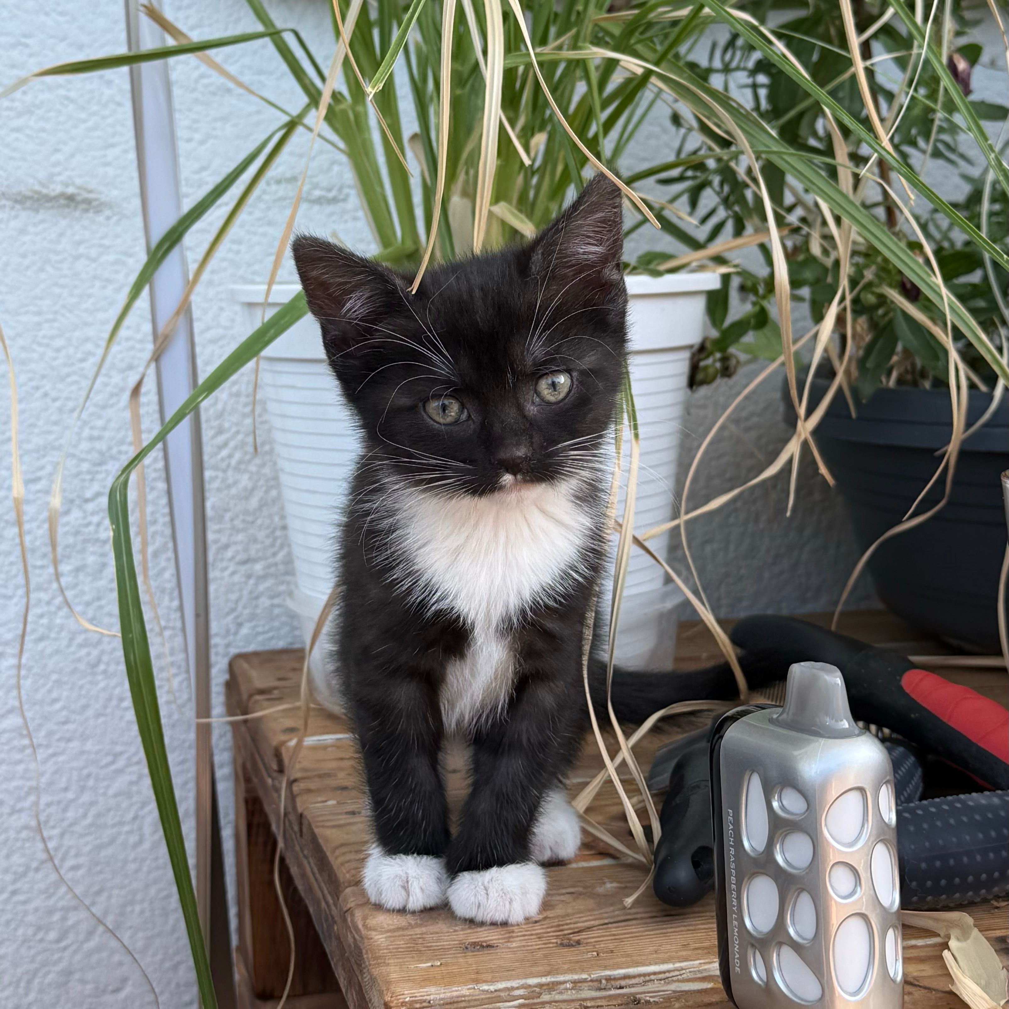 Nova
