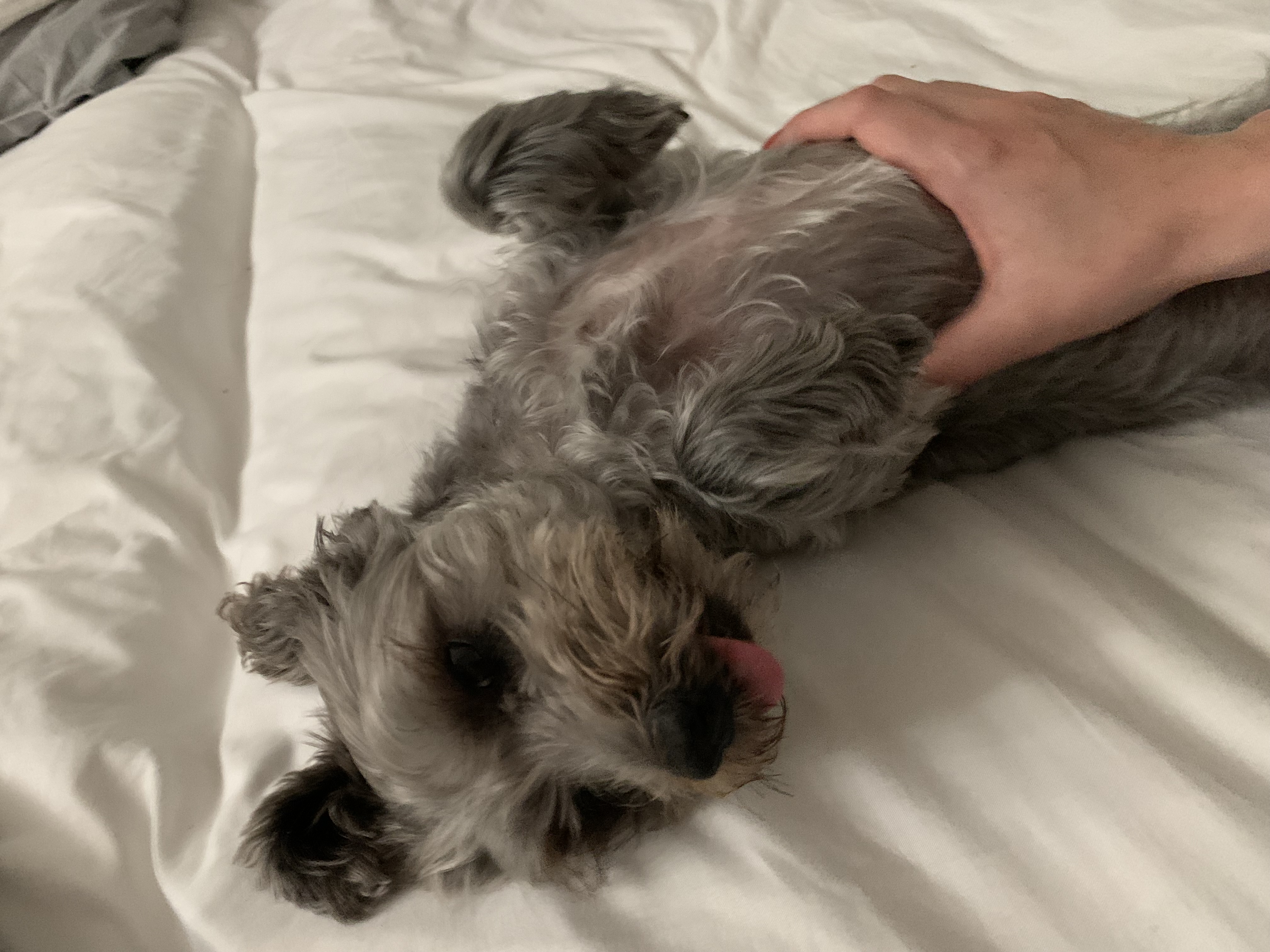 image-7