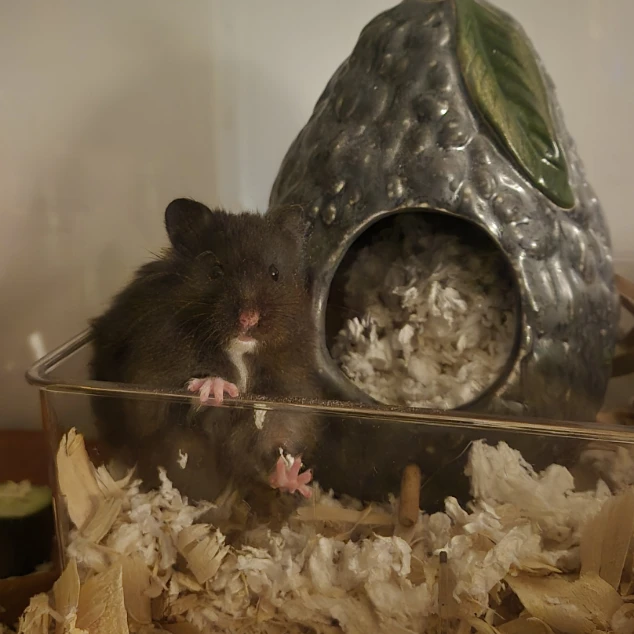 Albie