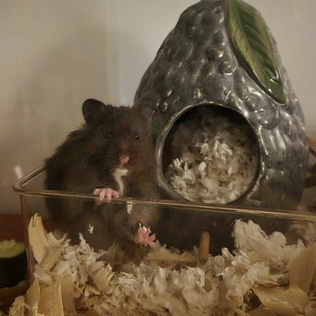 Albie