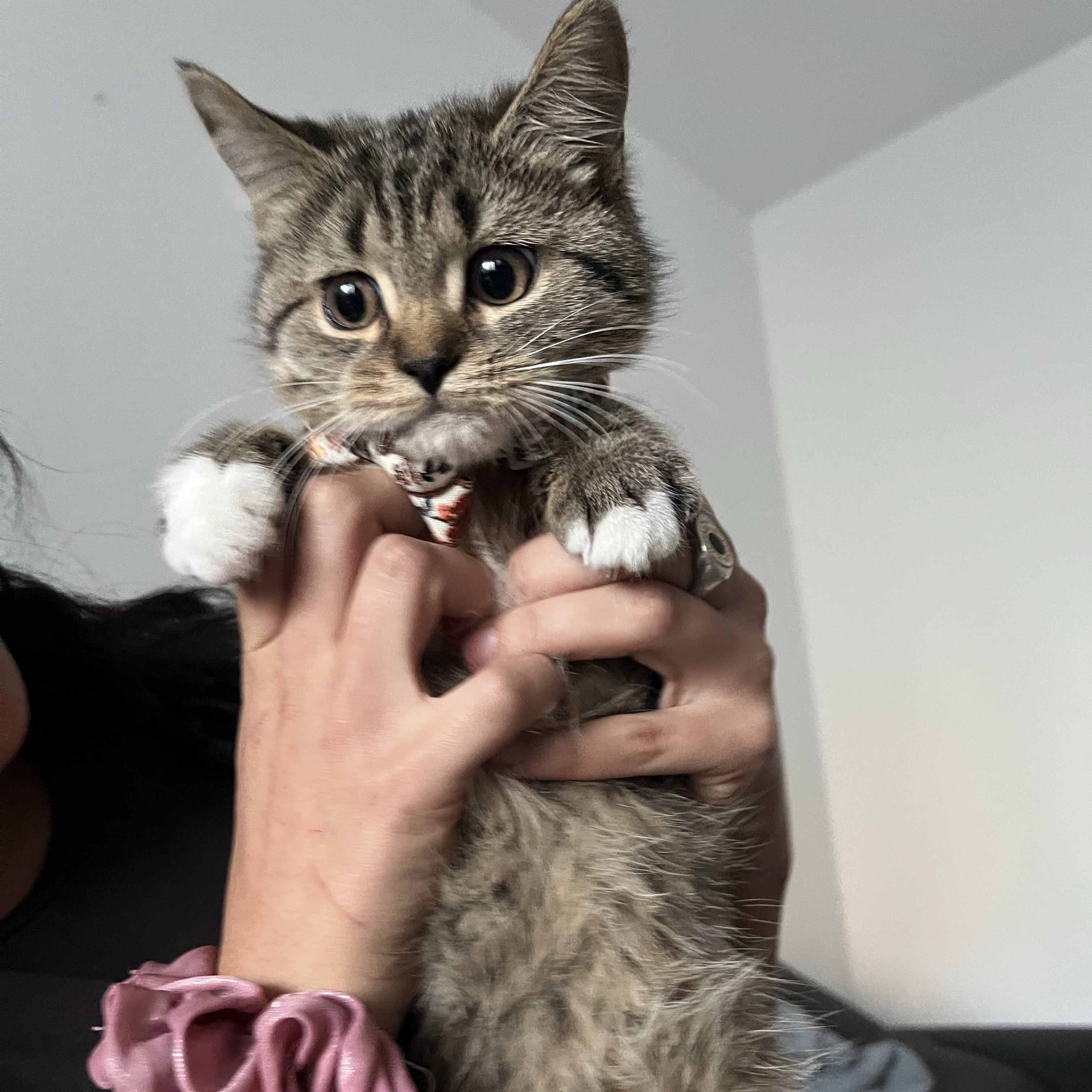 Bonita
