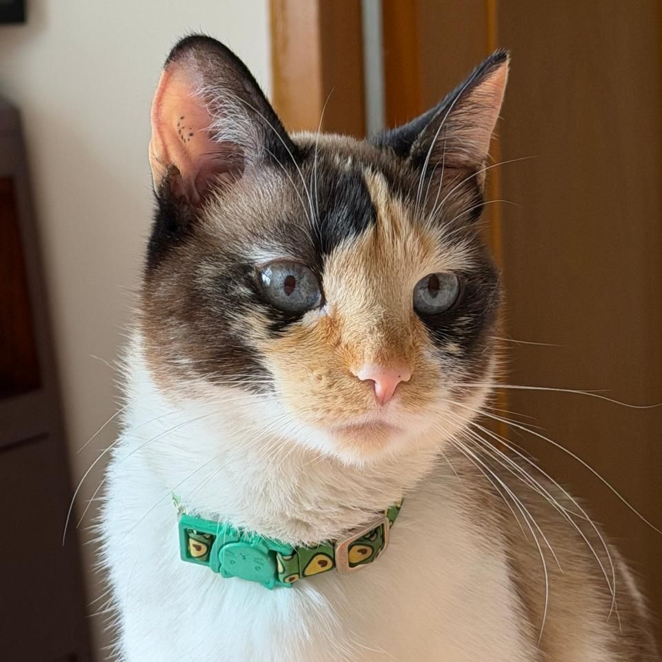 Menta