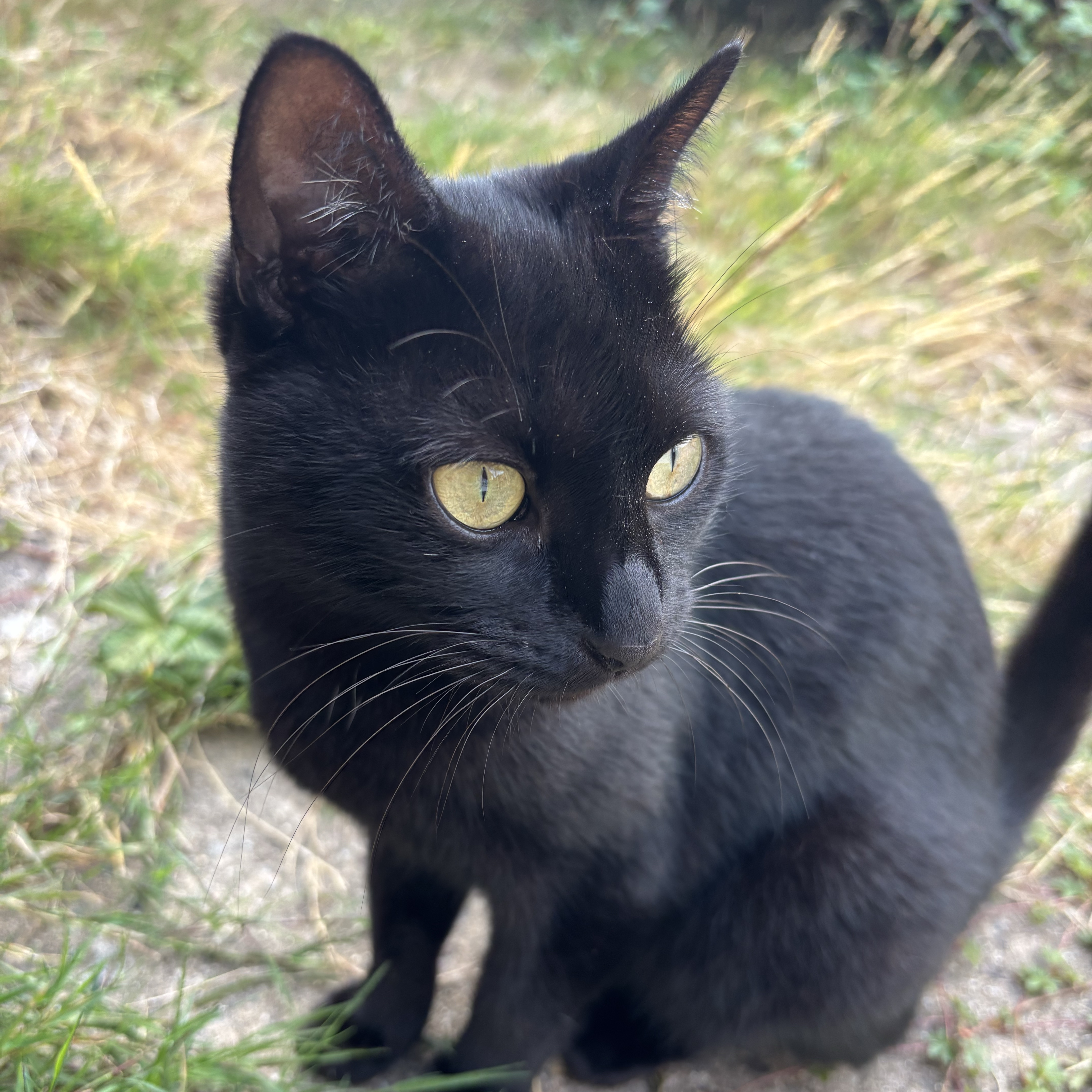 Nova 