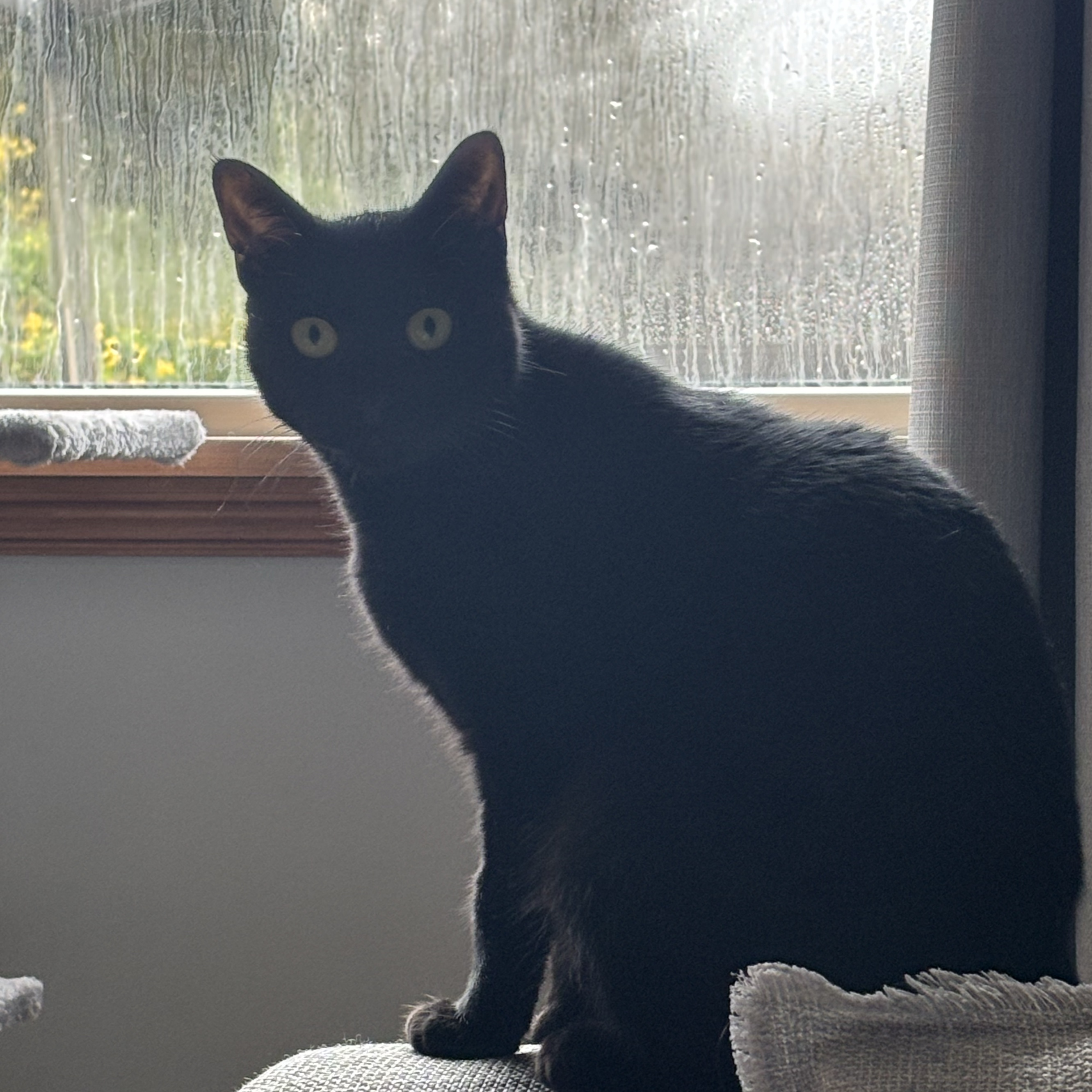 Nova 