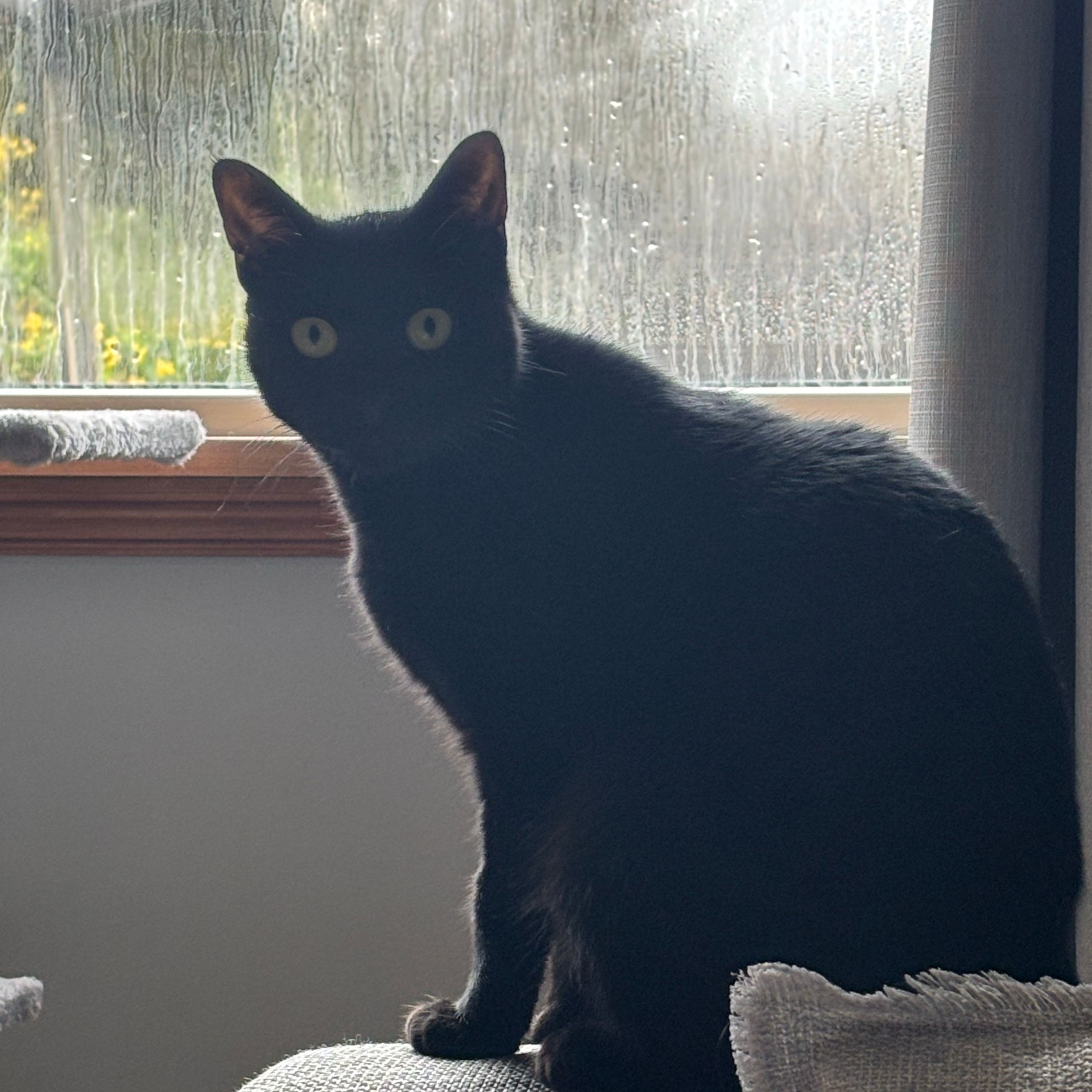 Nova