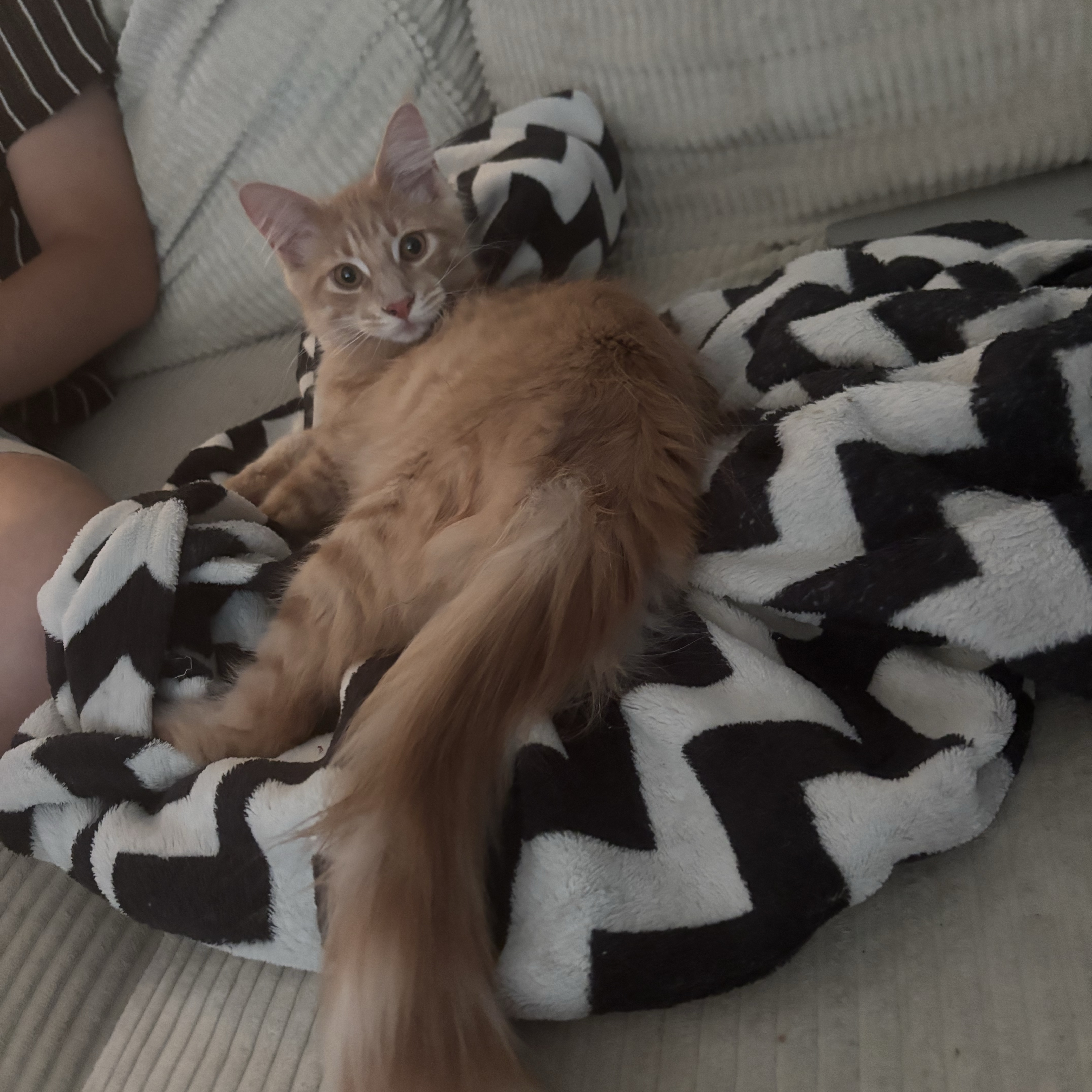 Ollie