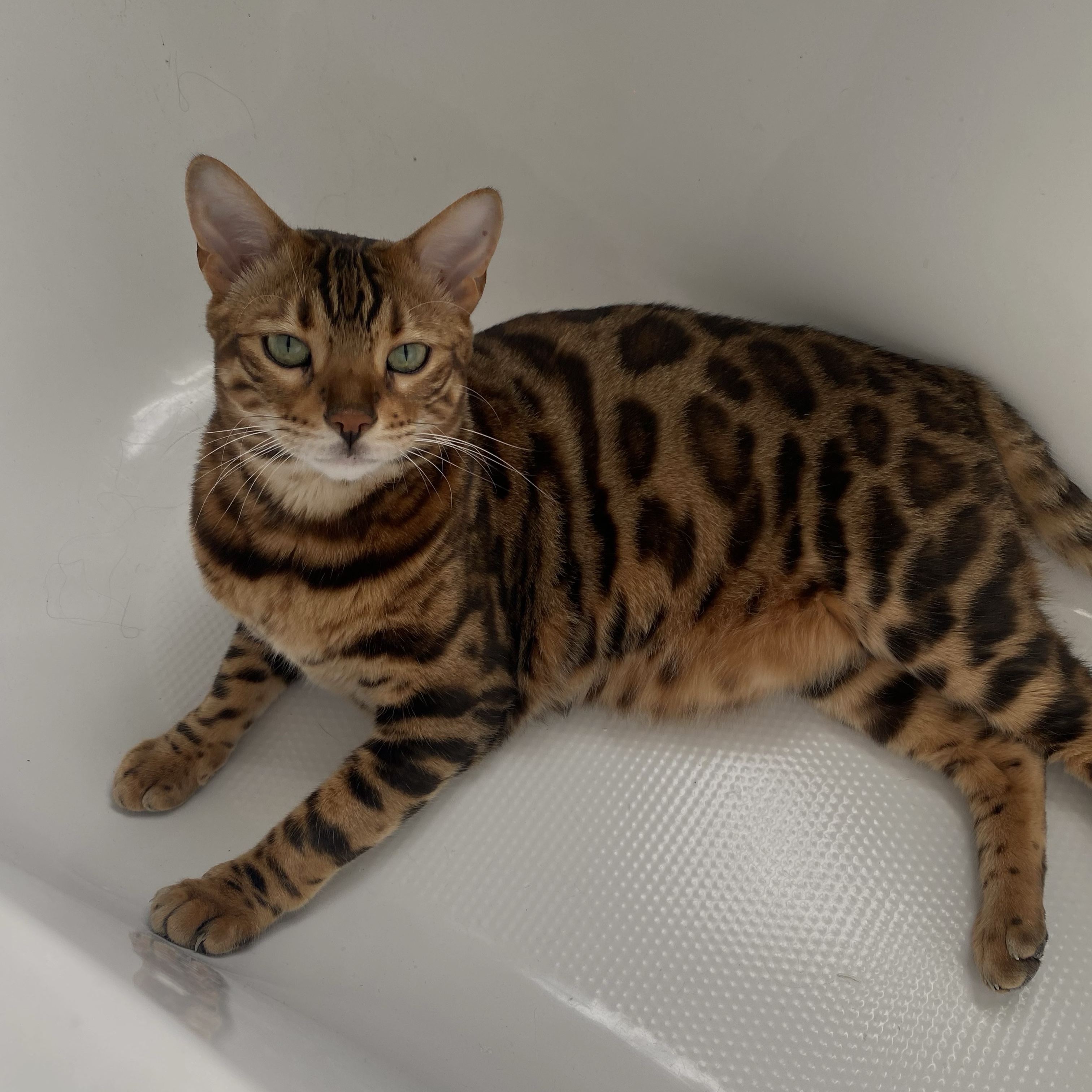 rajah