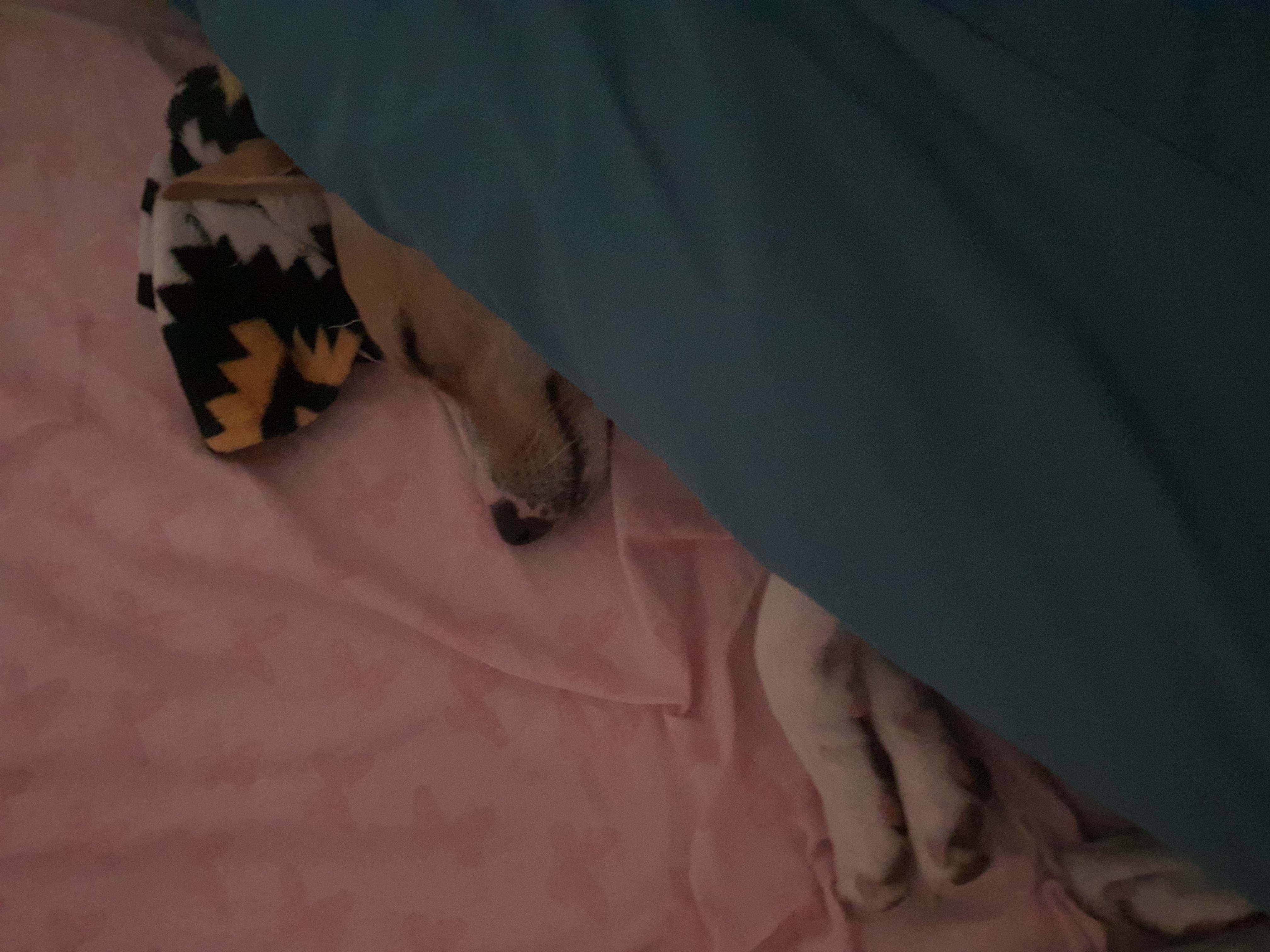 image-5