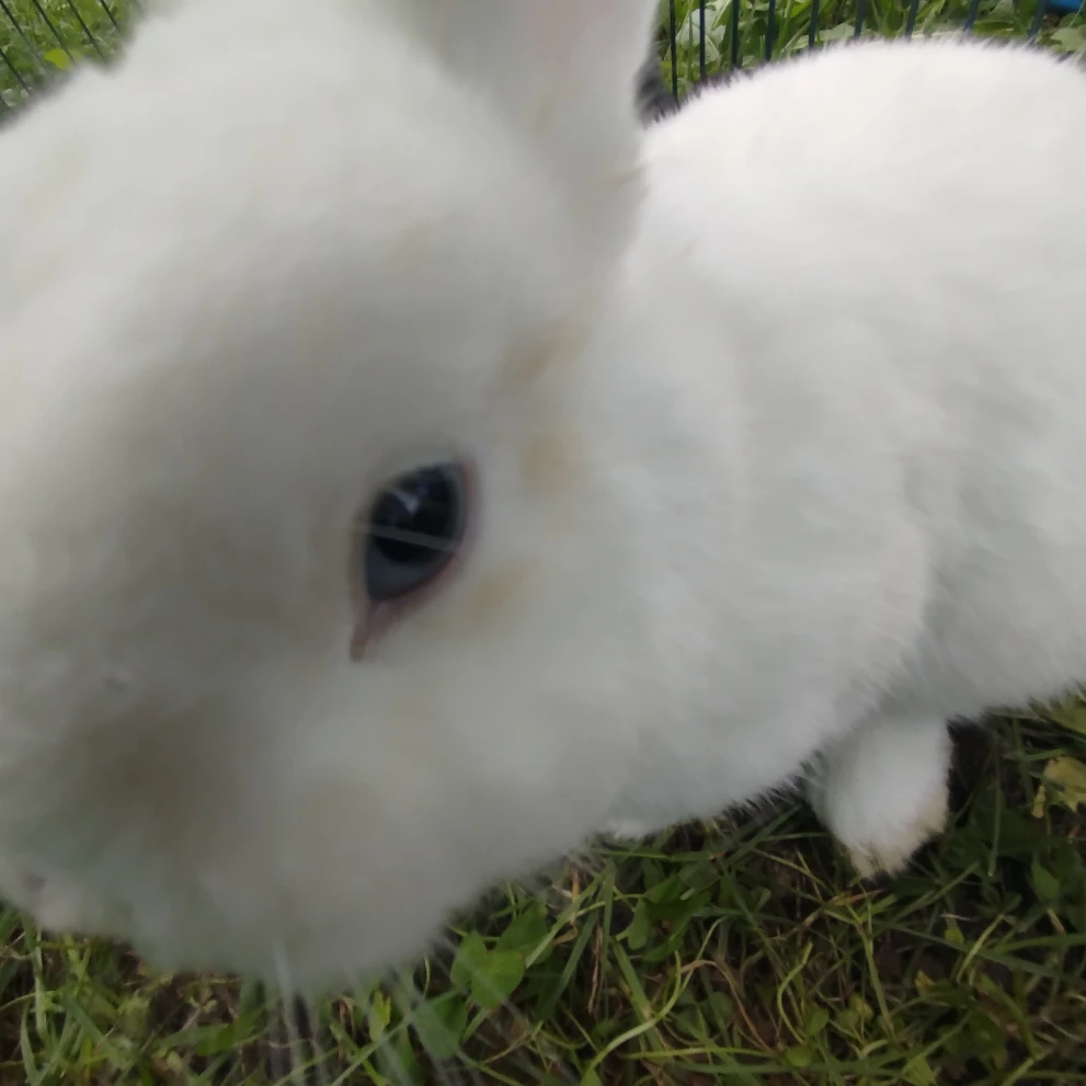 Coco