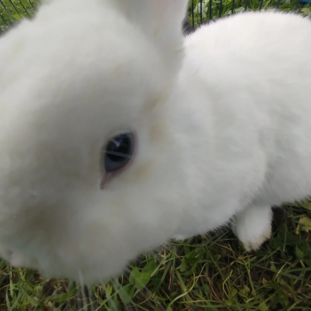 Coco