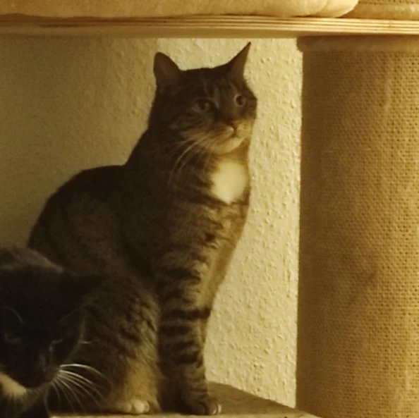 Mausi 