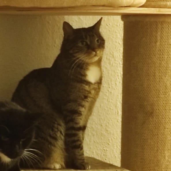 Mausi