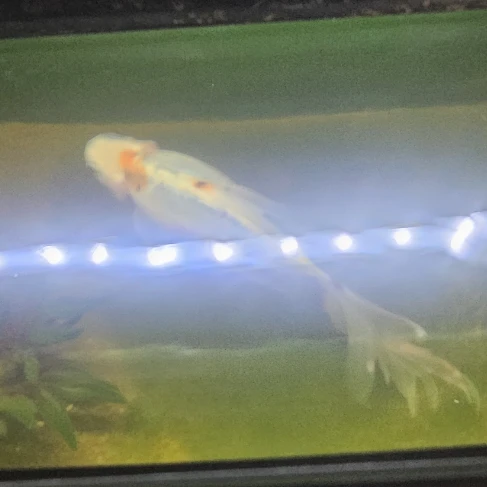 cuthbert 