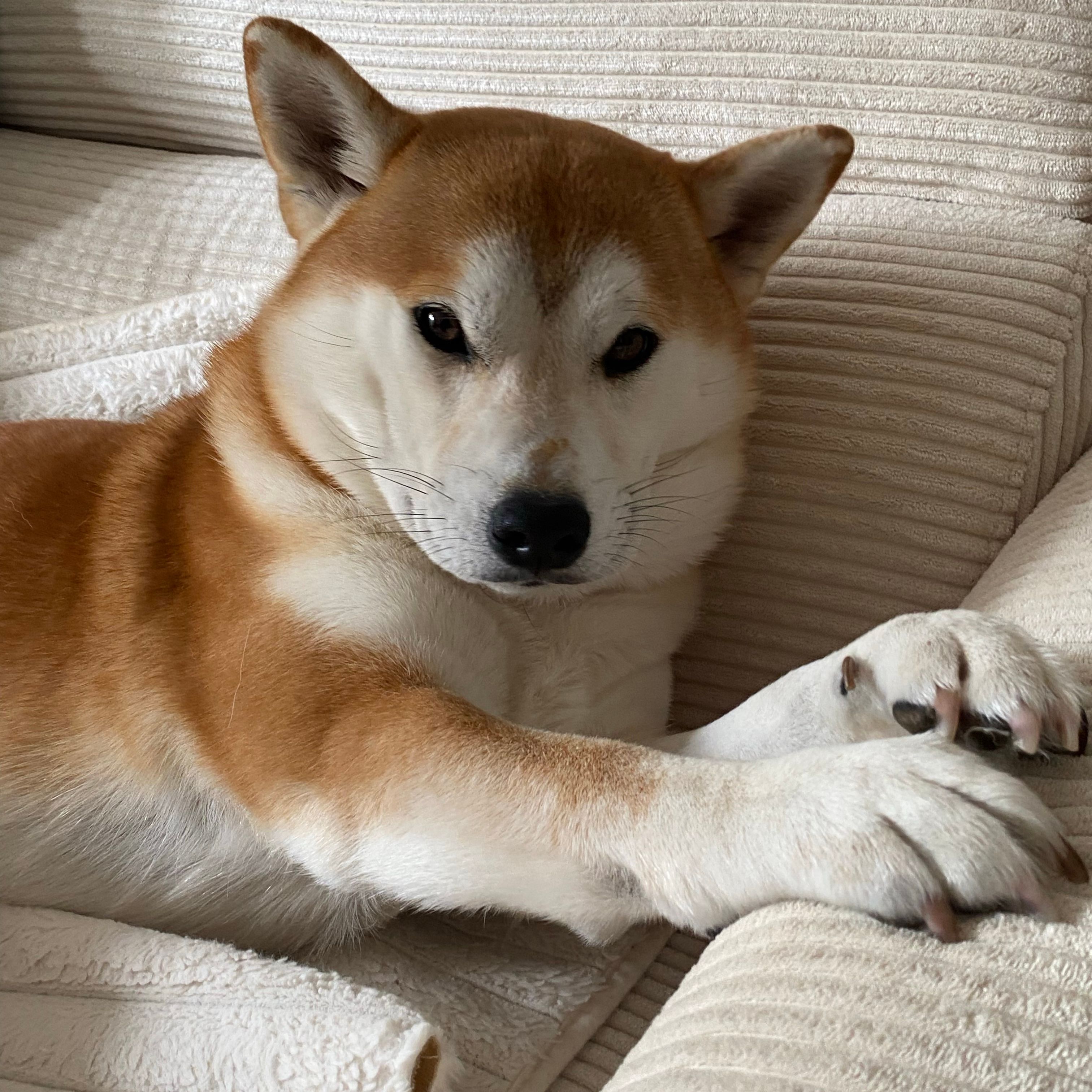 Yoshi