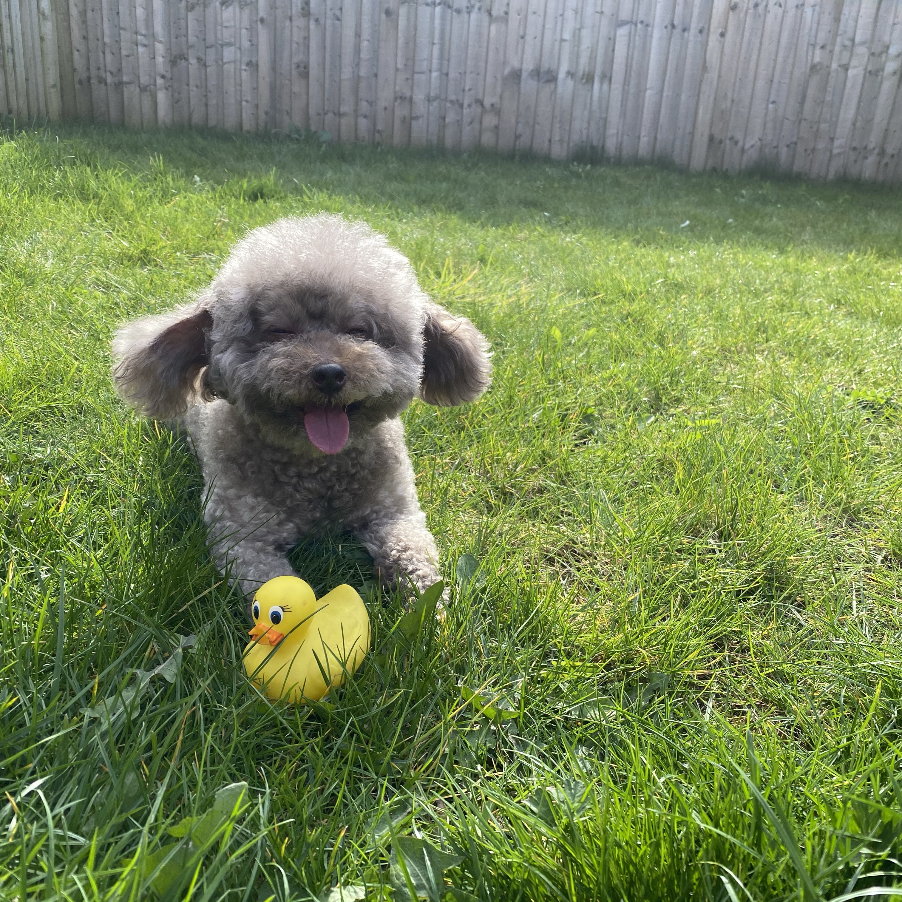 Teddy 