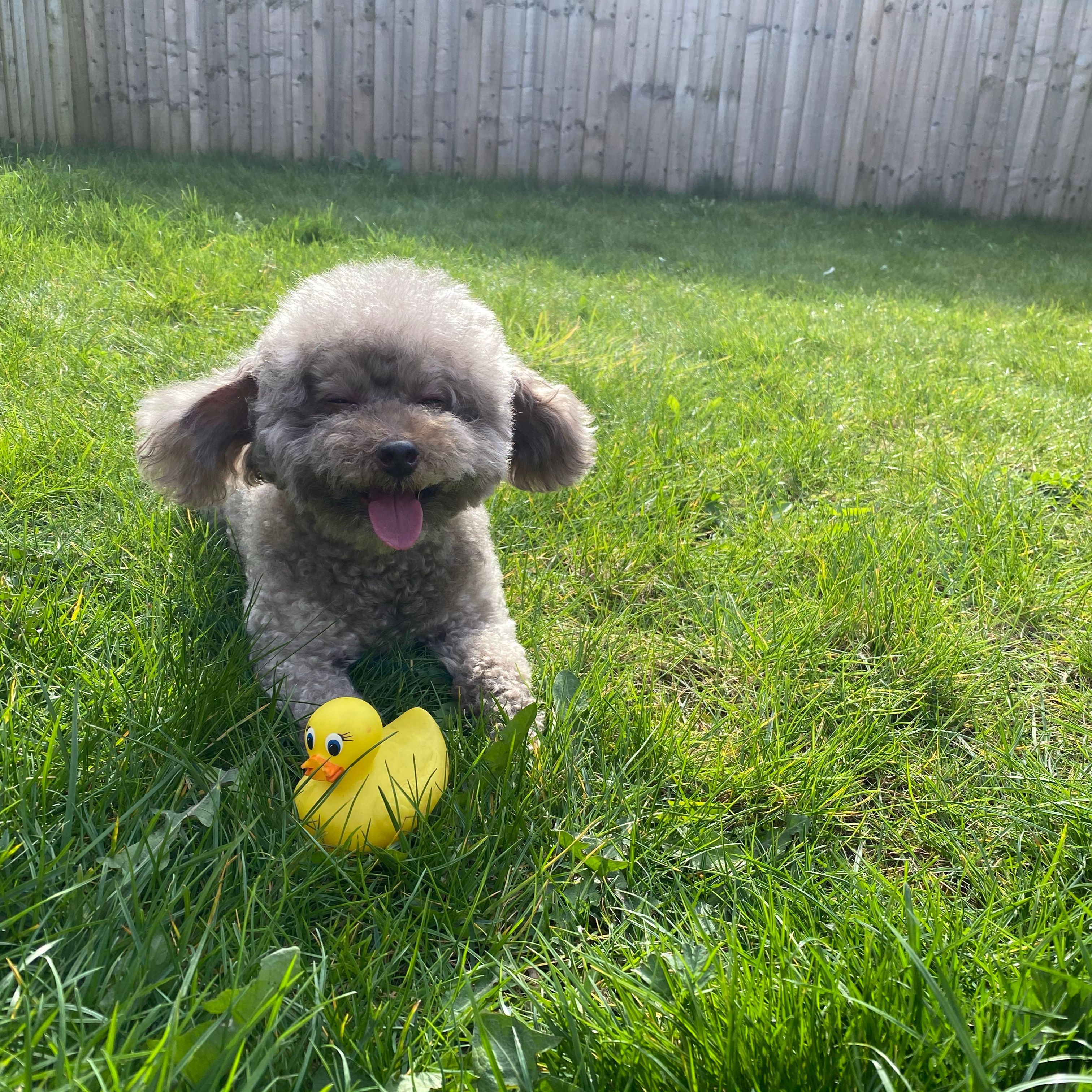 Teddy