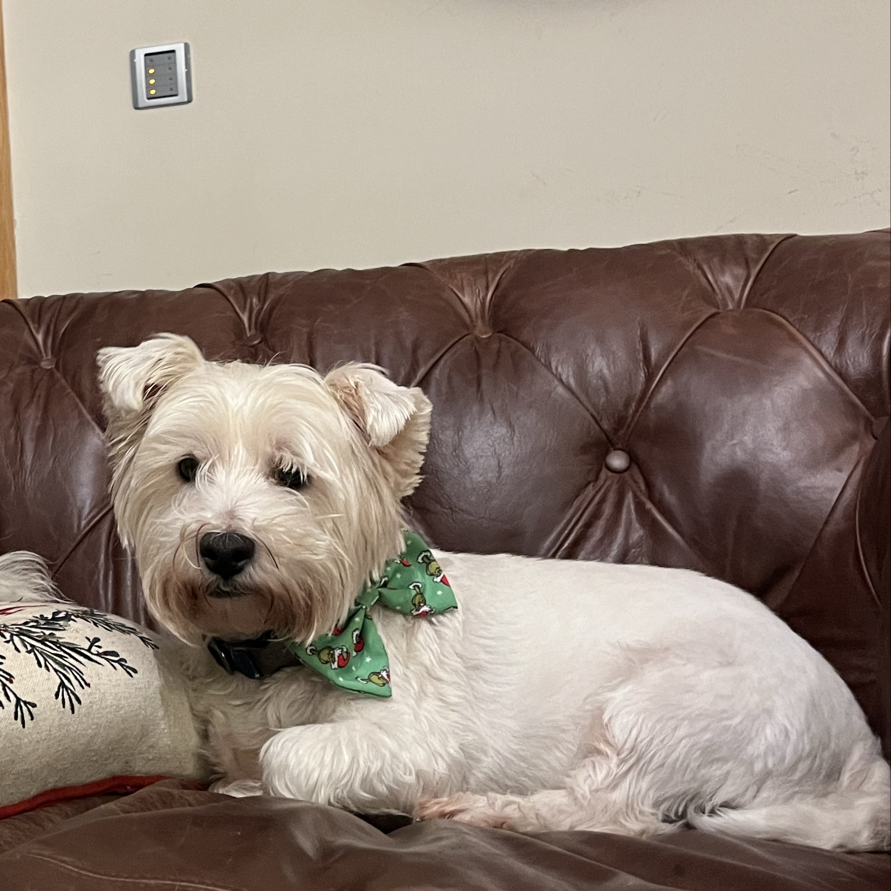 Archie 
