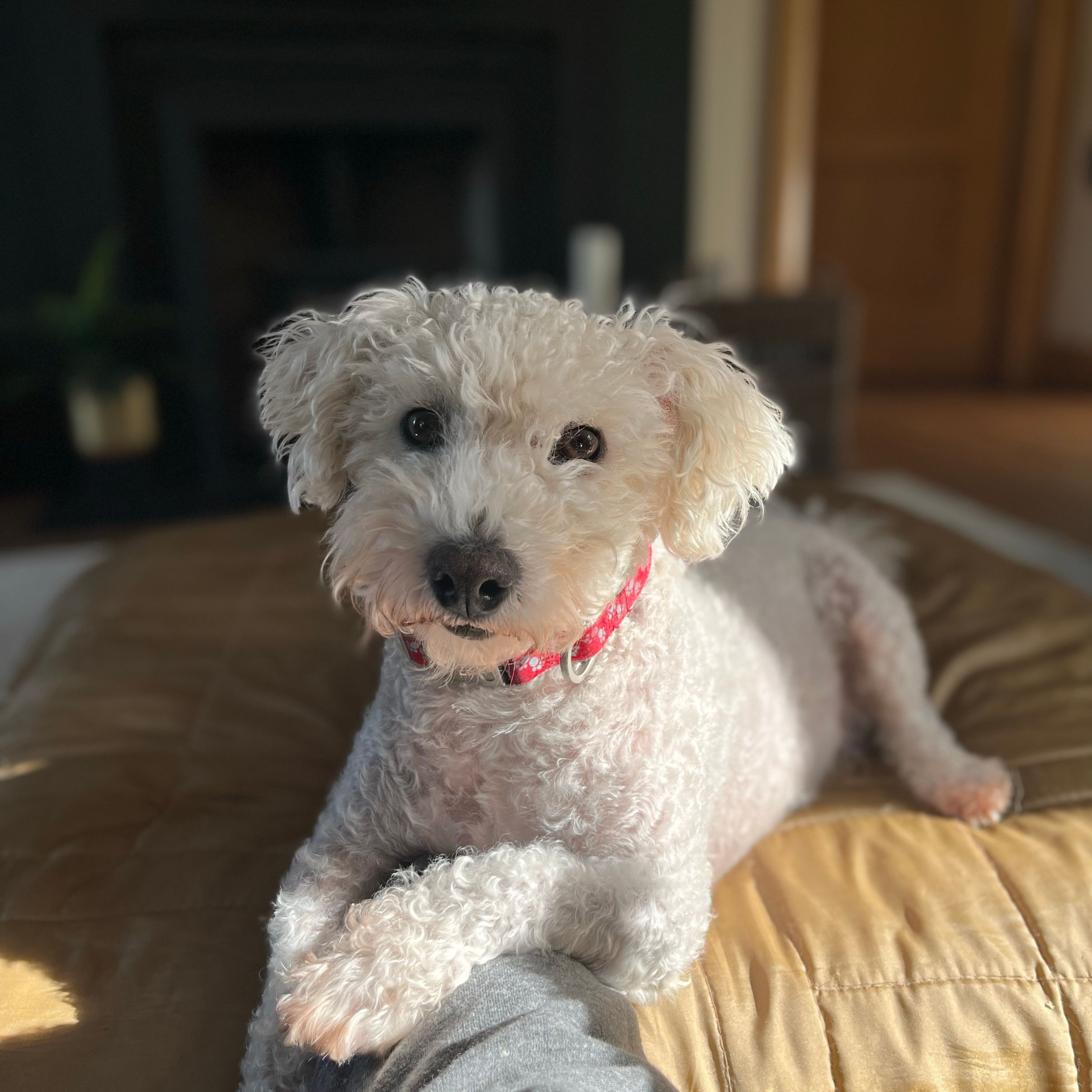Ollie