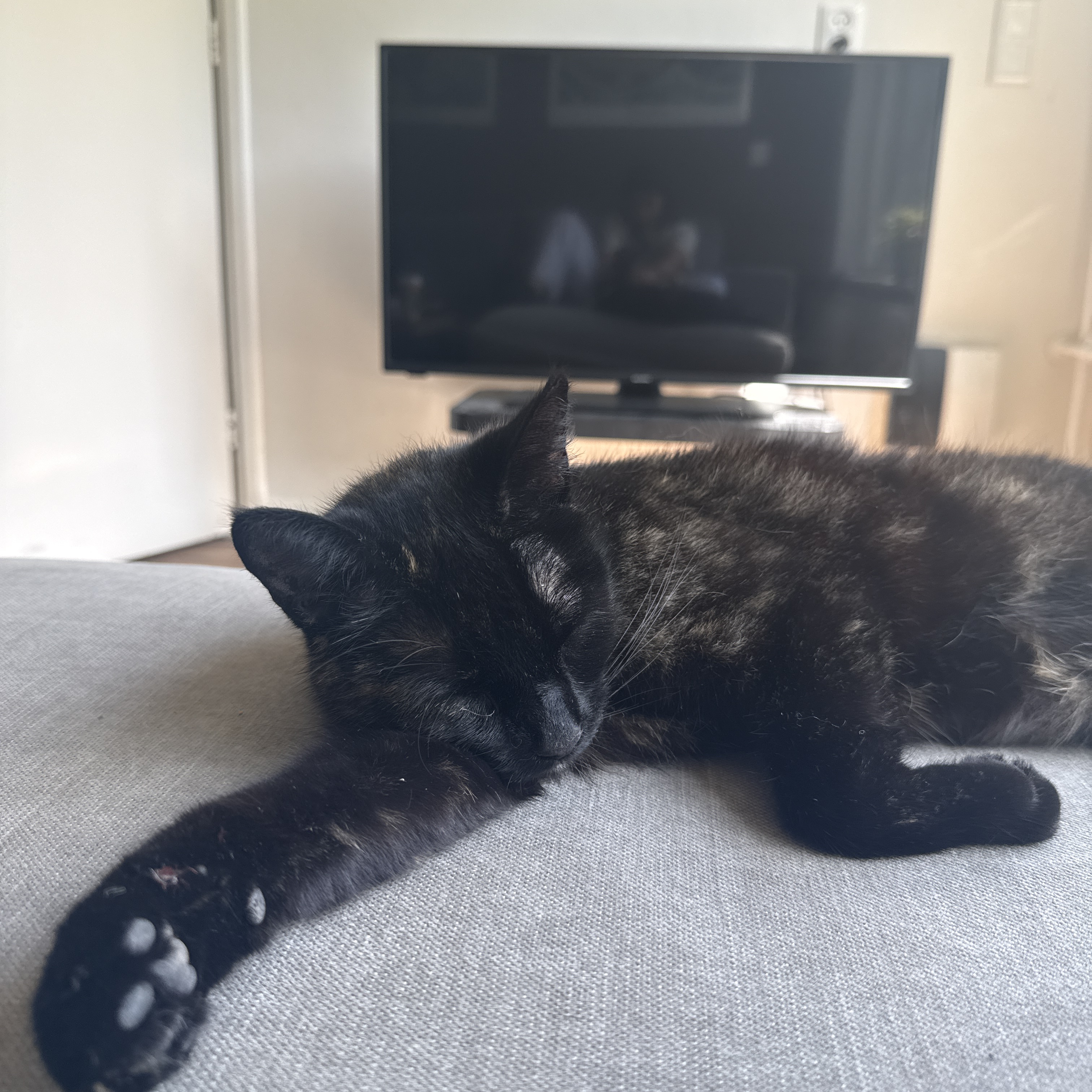 Maus