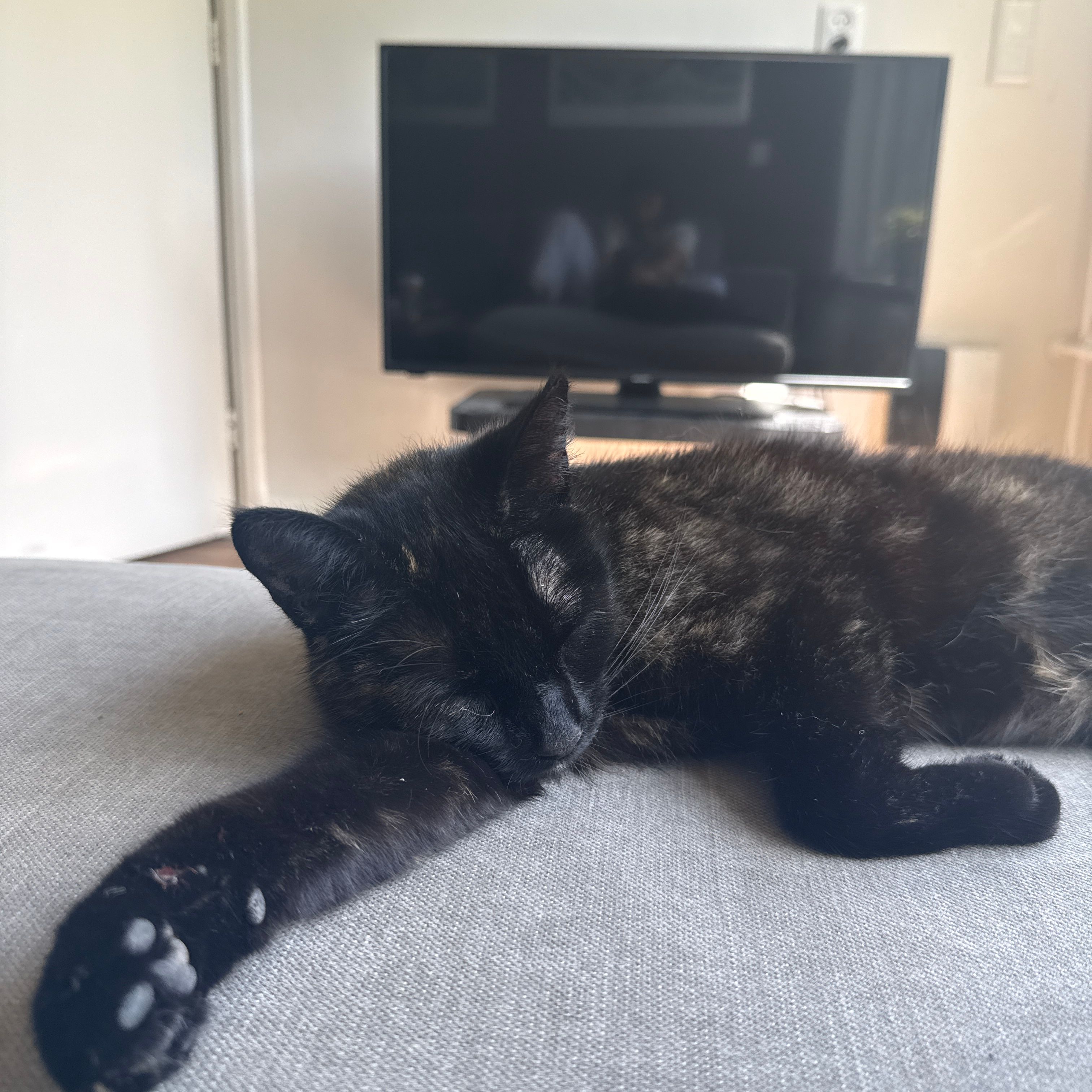 Maus