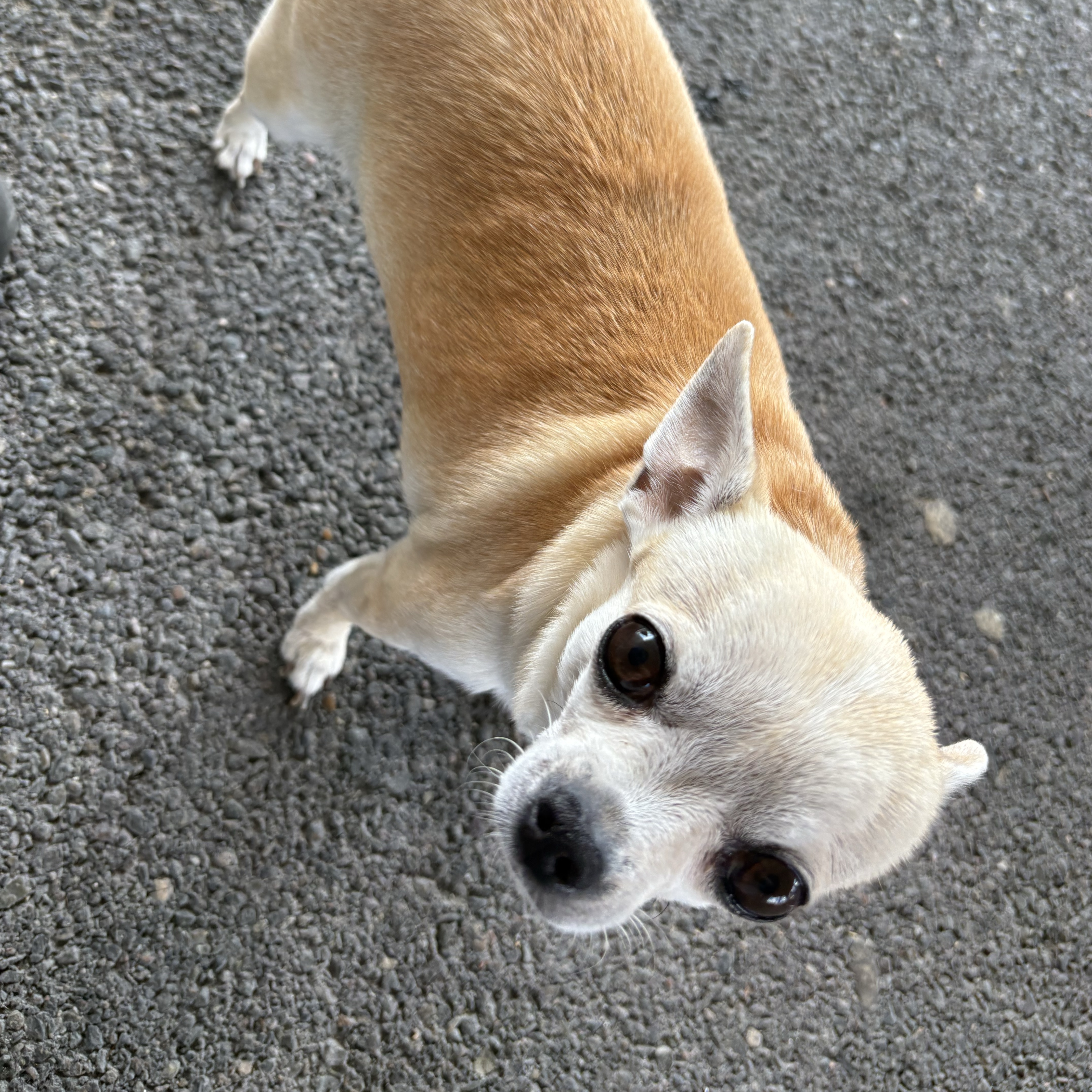 Nala