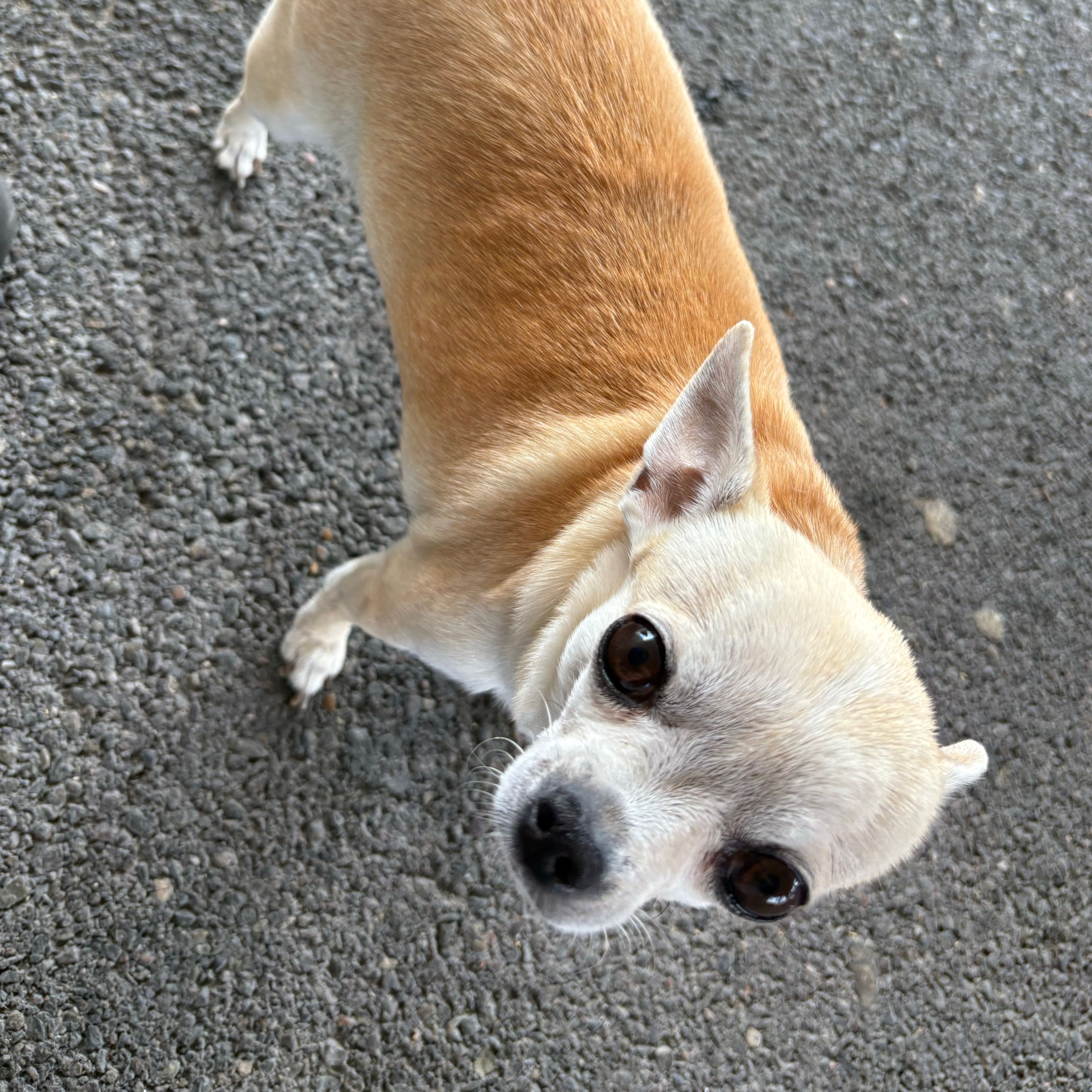 Nala