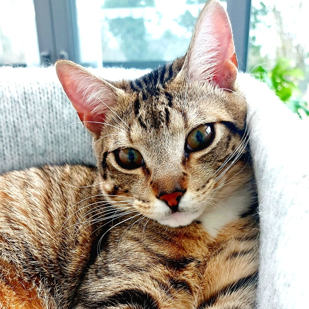 Lou