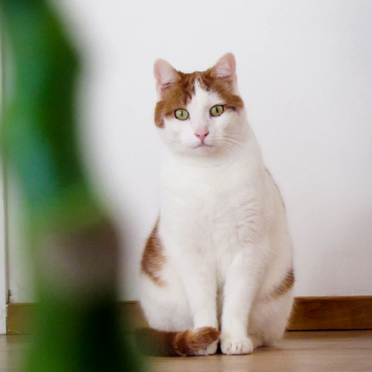 Frits