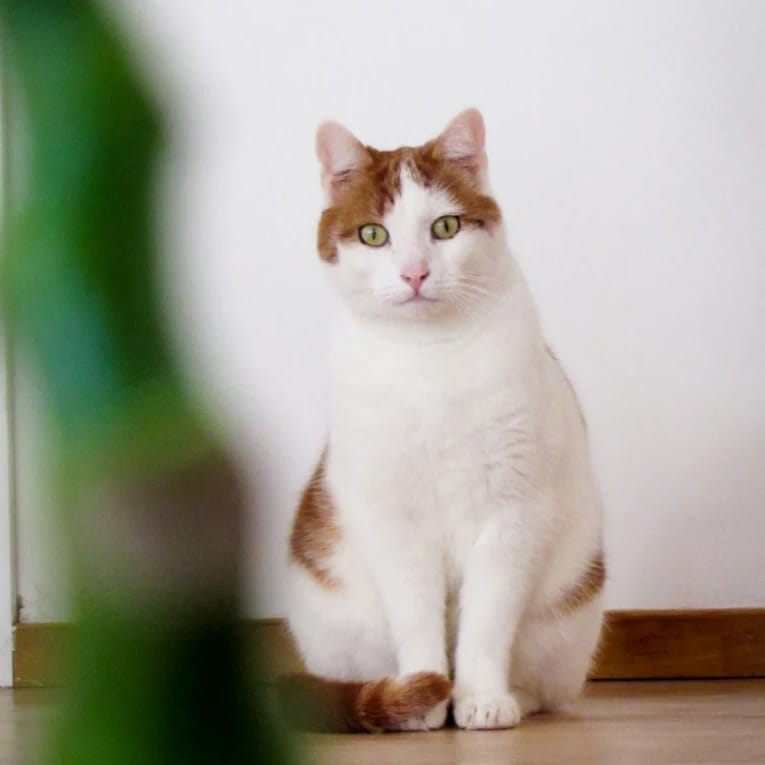 Frits