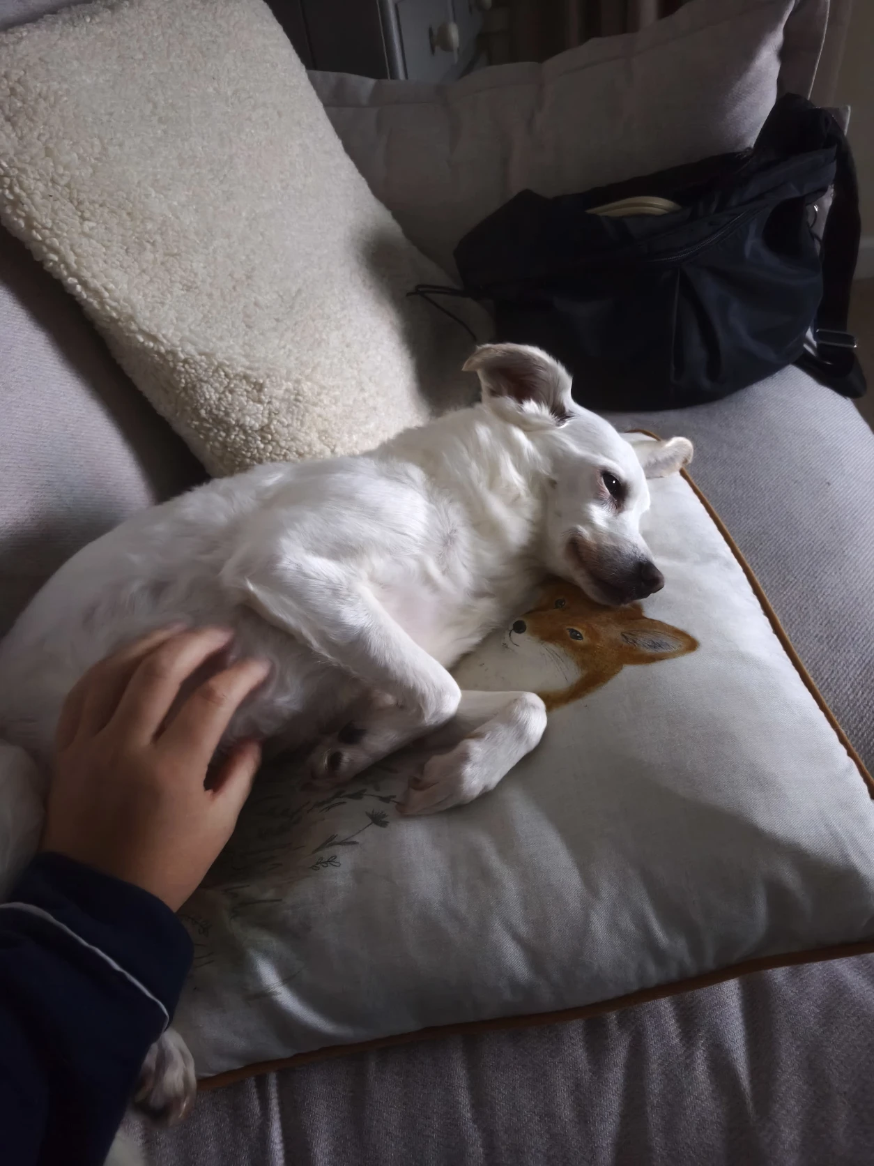image-12