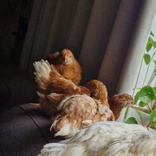 Nugget