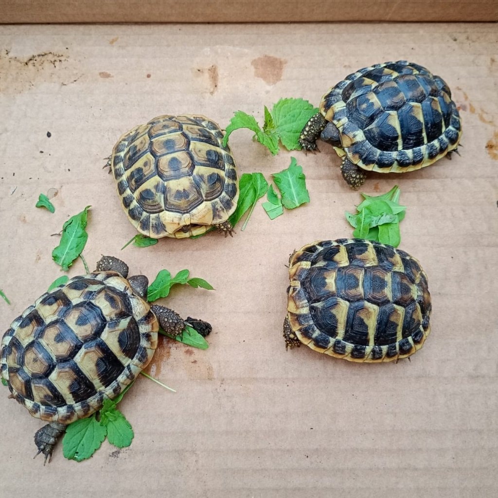 Gigina, Ginetta, Gina, Gigetta