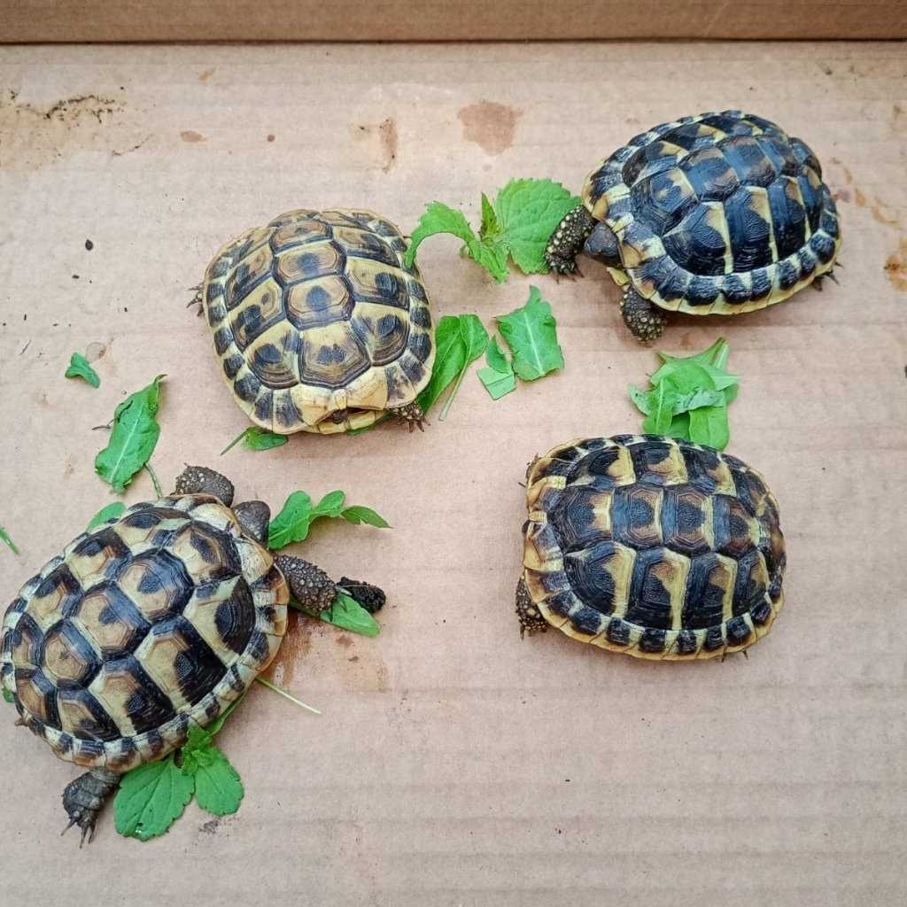 Gigina, Ginetta, Gina, Gigetta