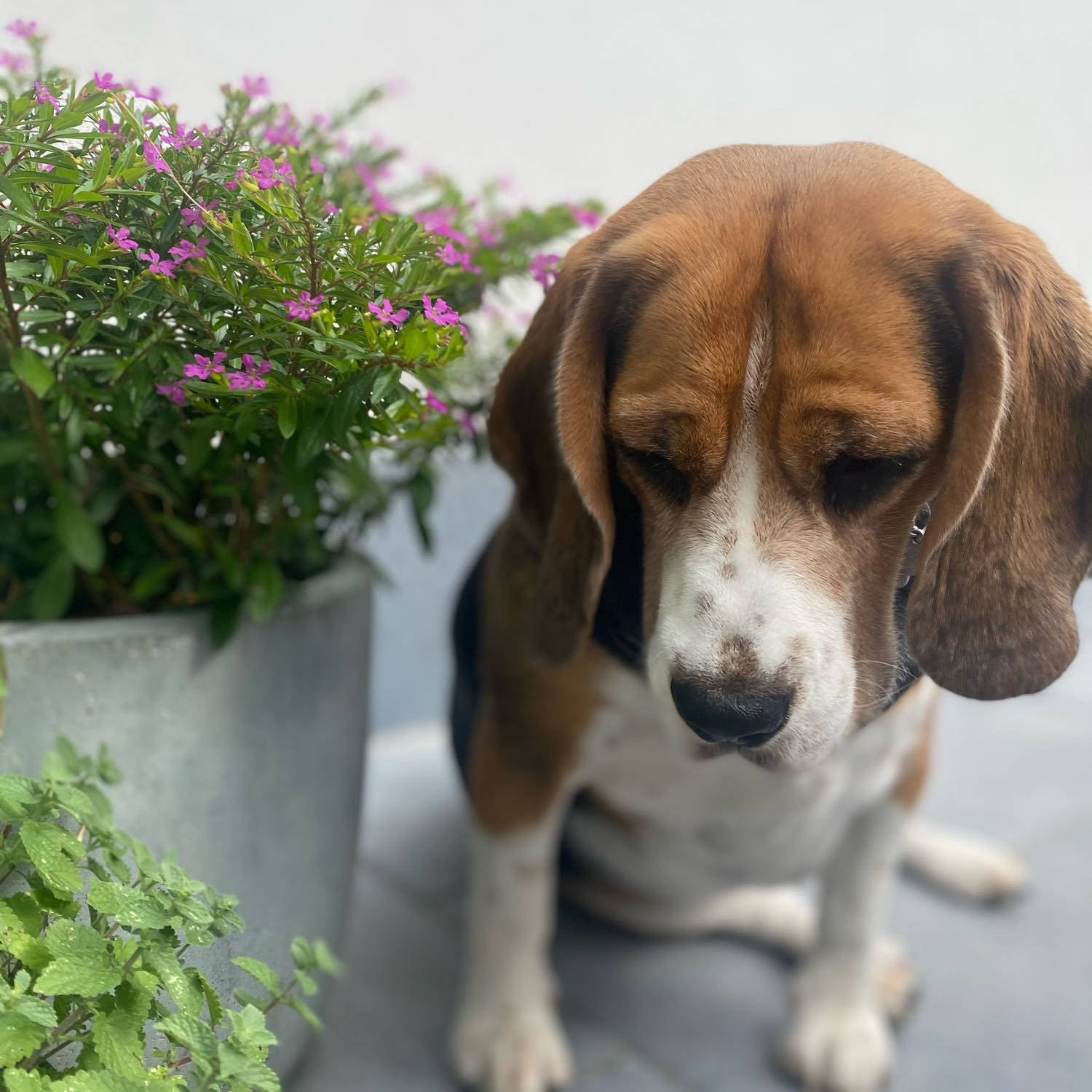 Lena
