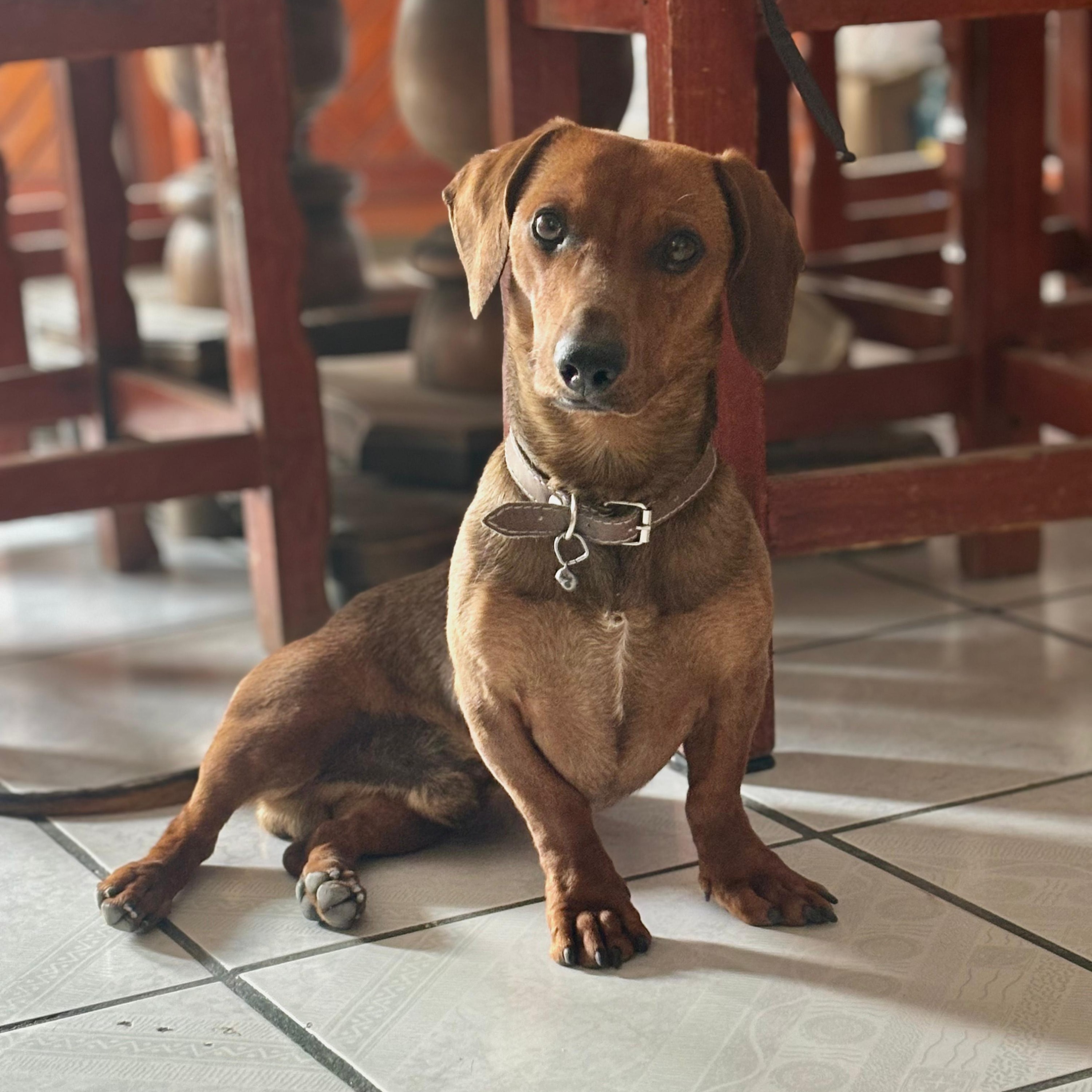 Mr Sausage