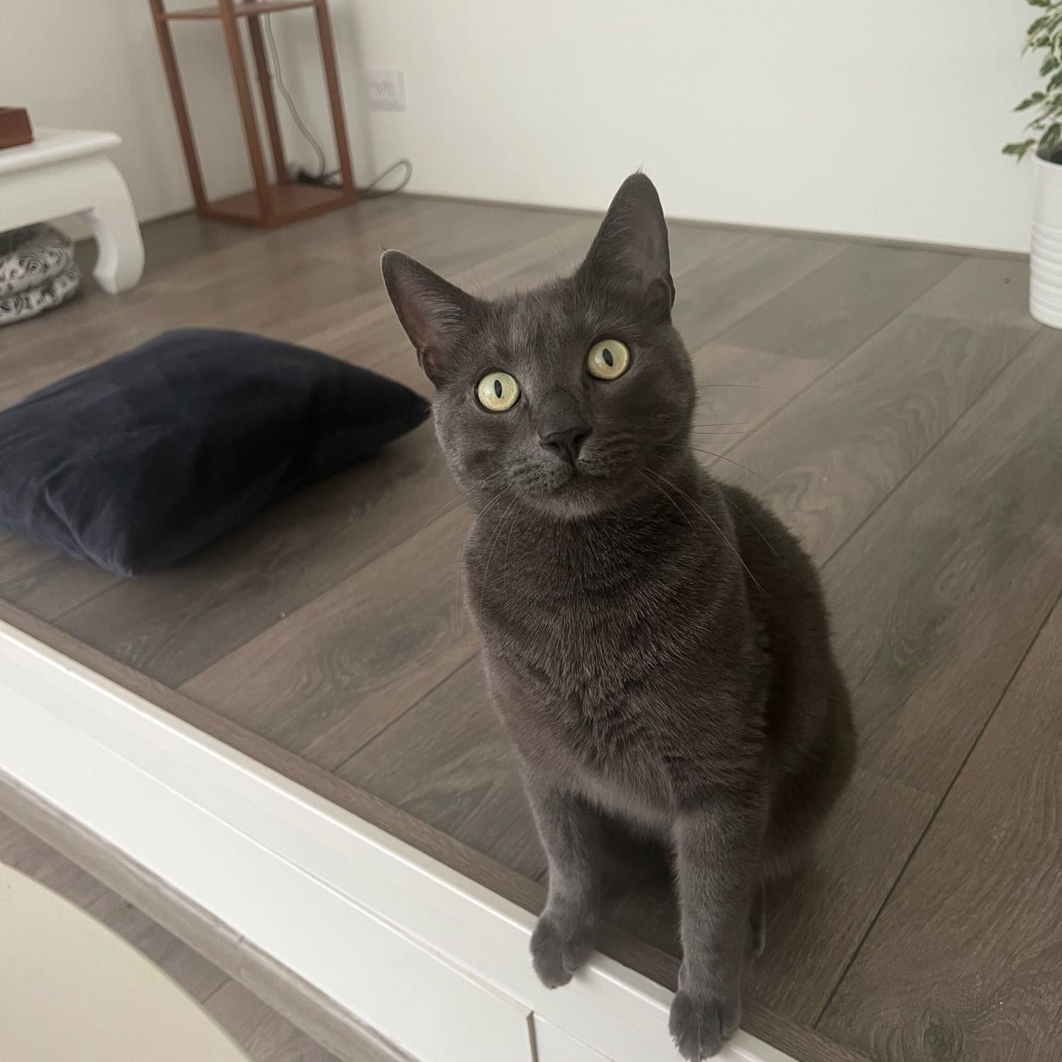 Kote