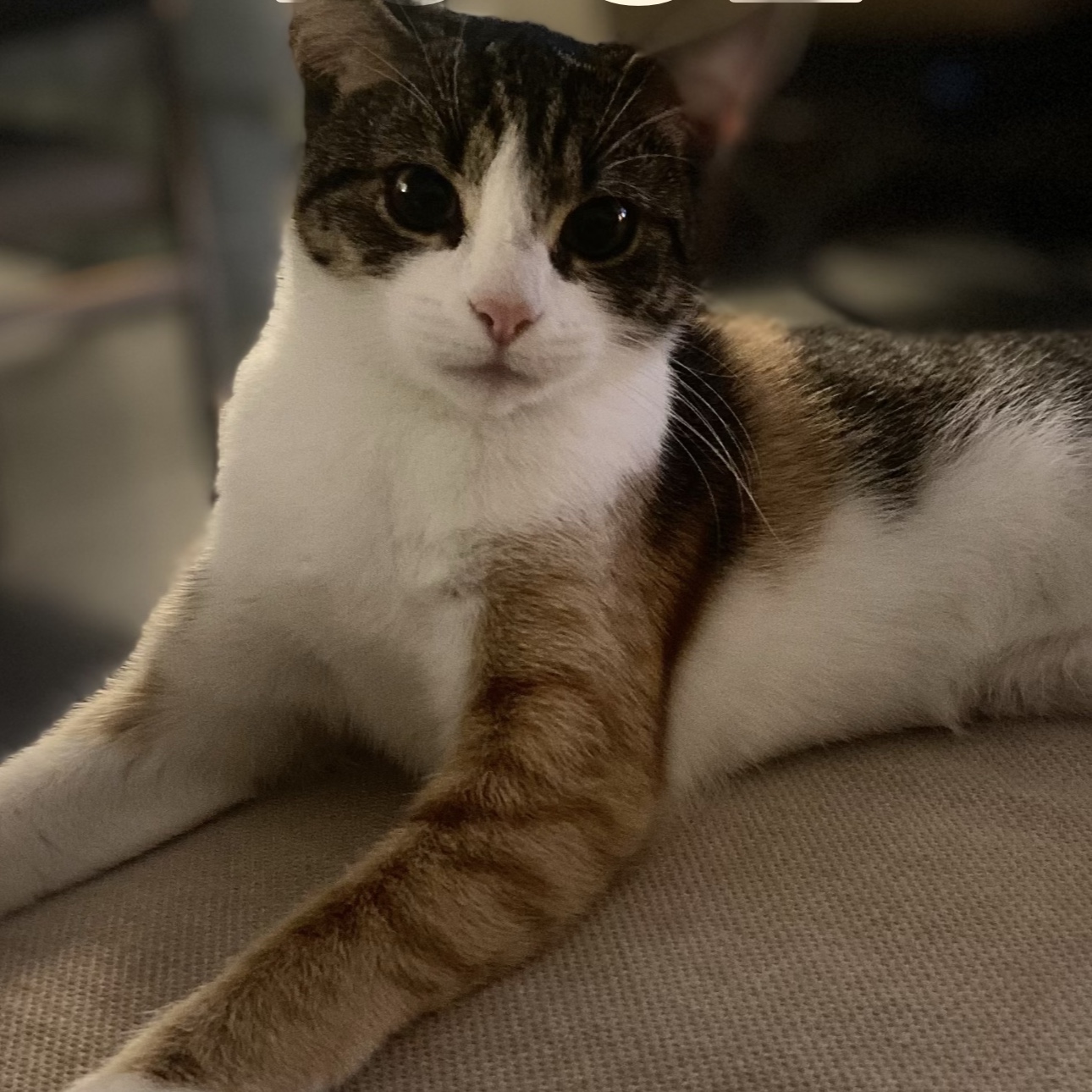 Coco