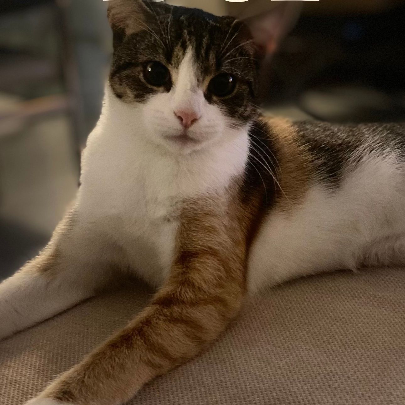 Coco