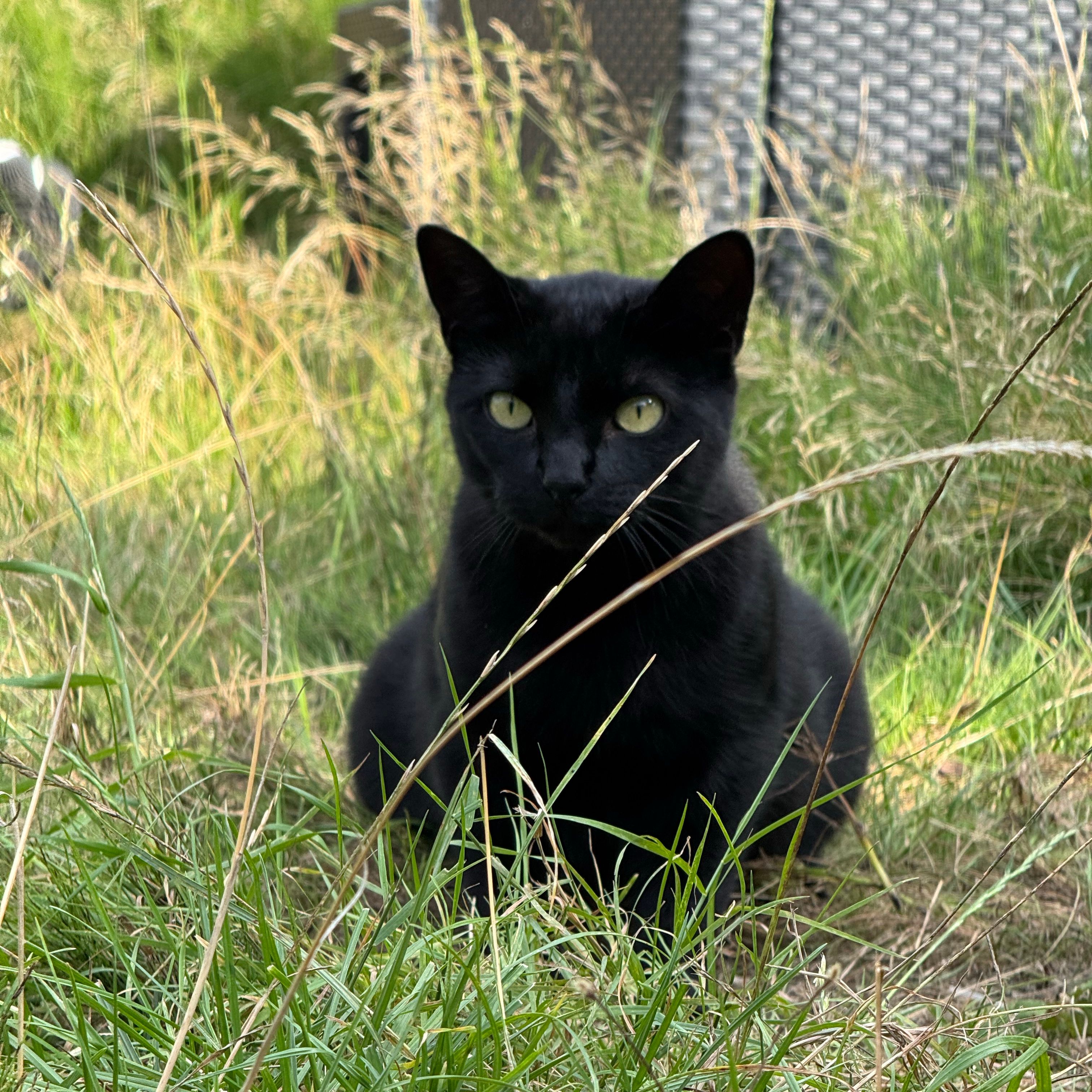 Mia
