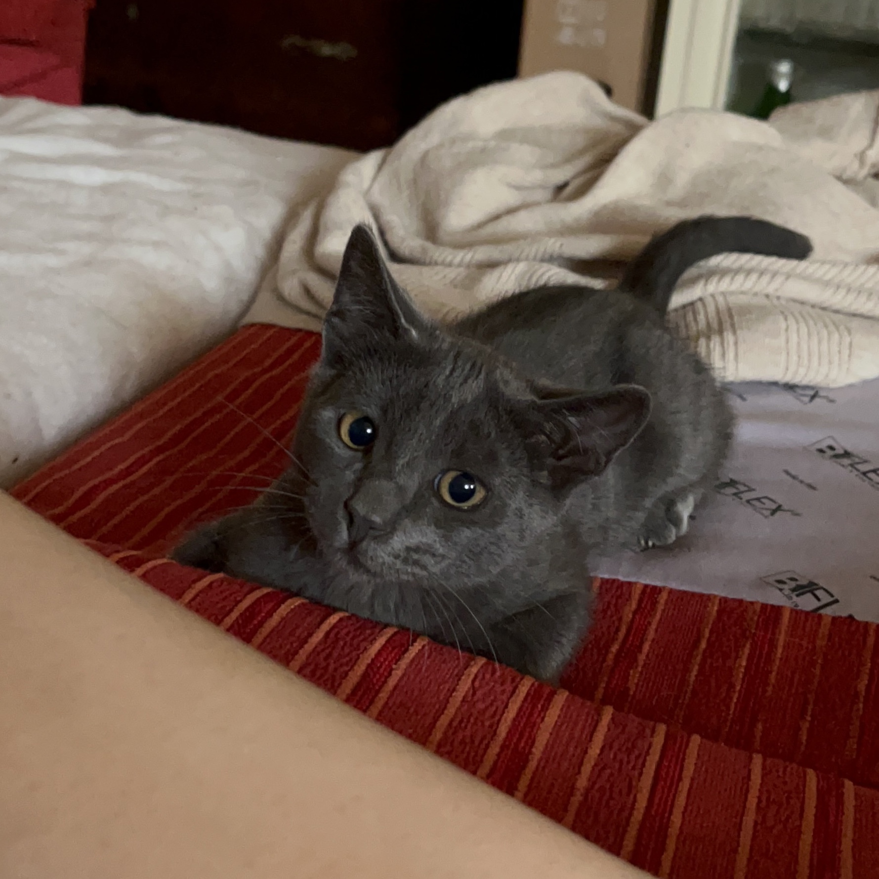Pipi