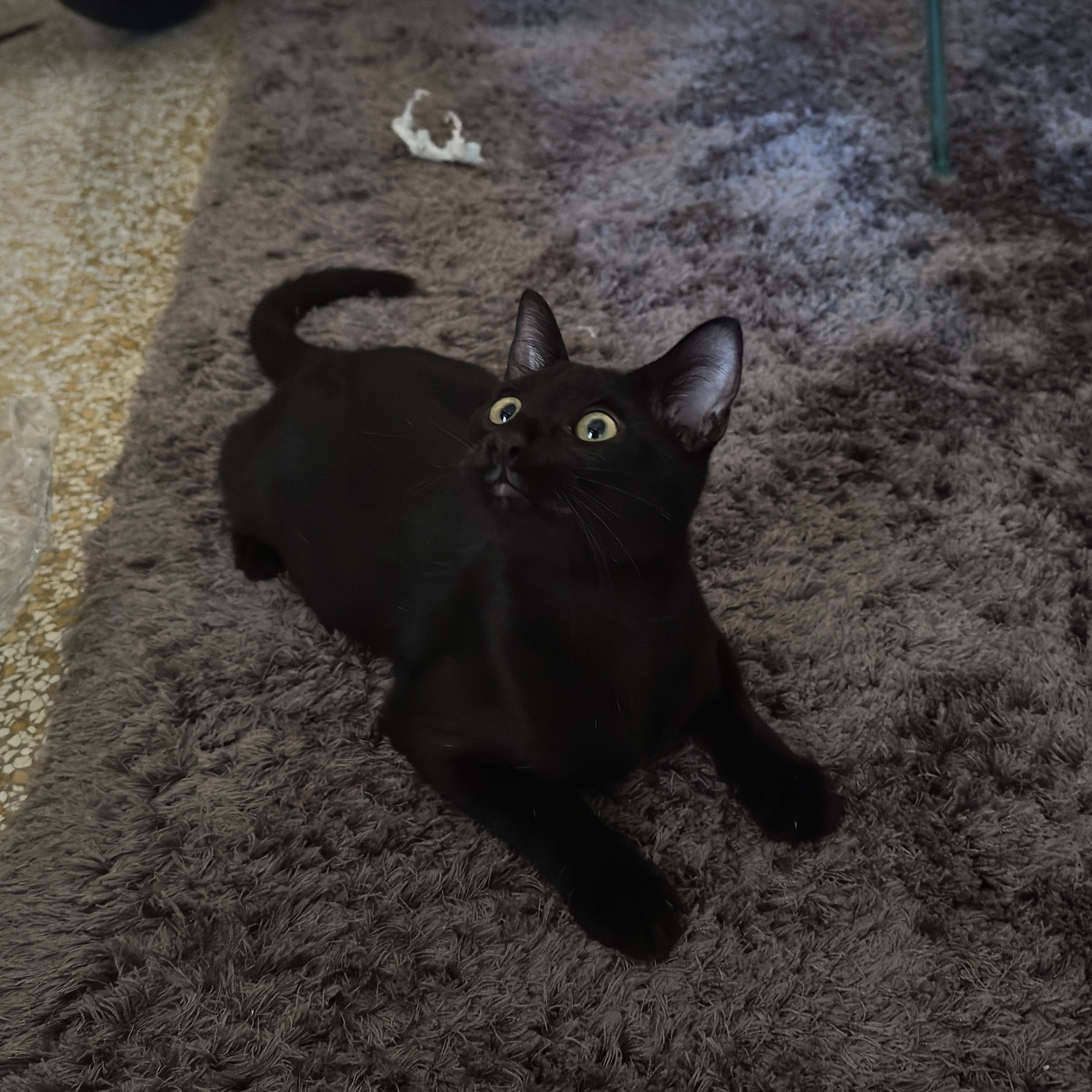 Merlino
