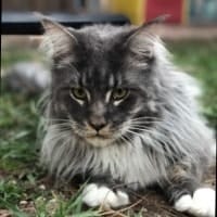 Thor
