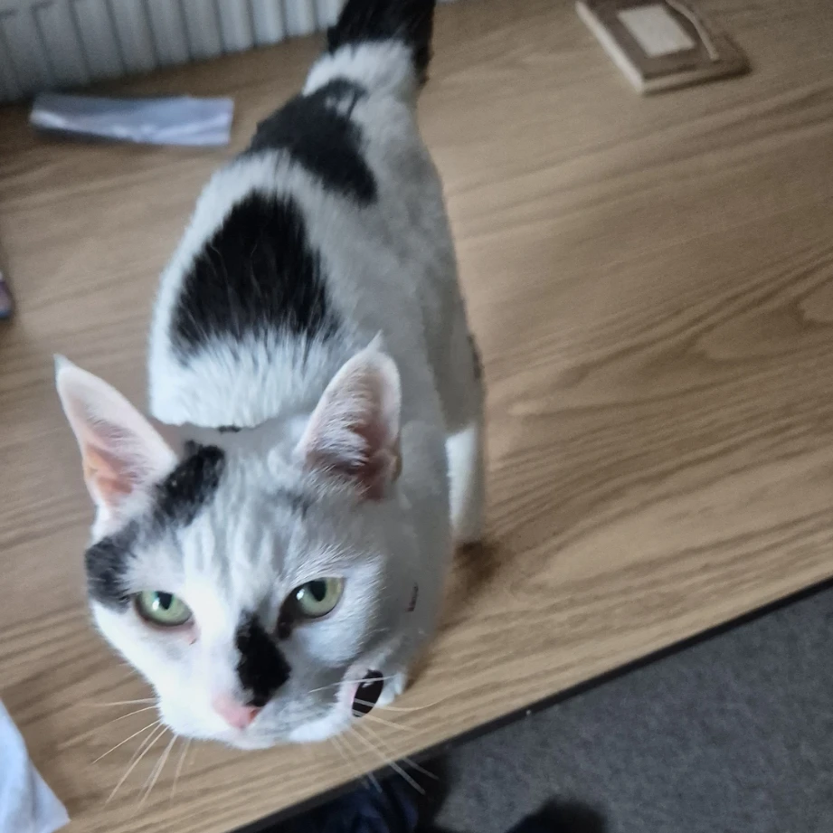 Sophie