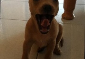 Rambo