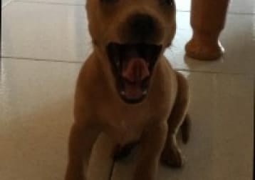 Rambo